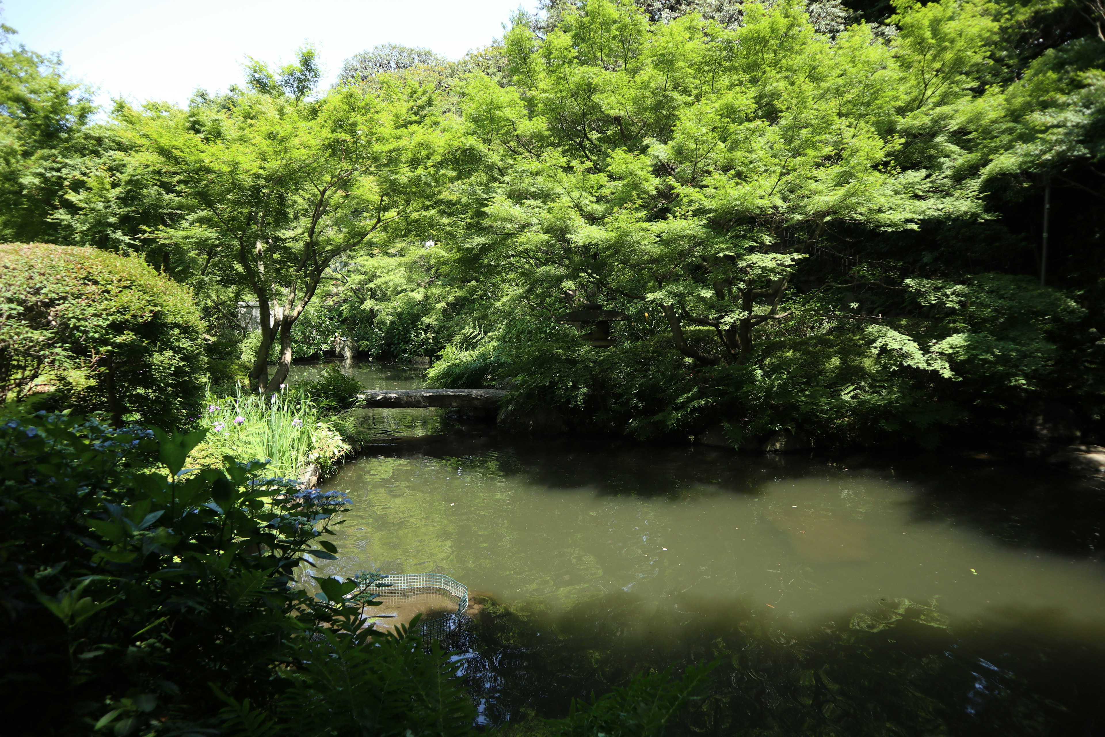 Serene pond surrounded by lush greenery with a visible bridge