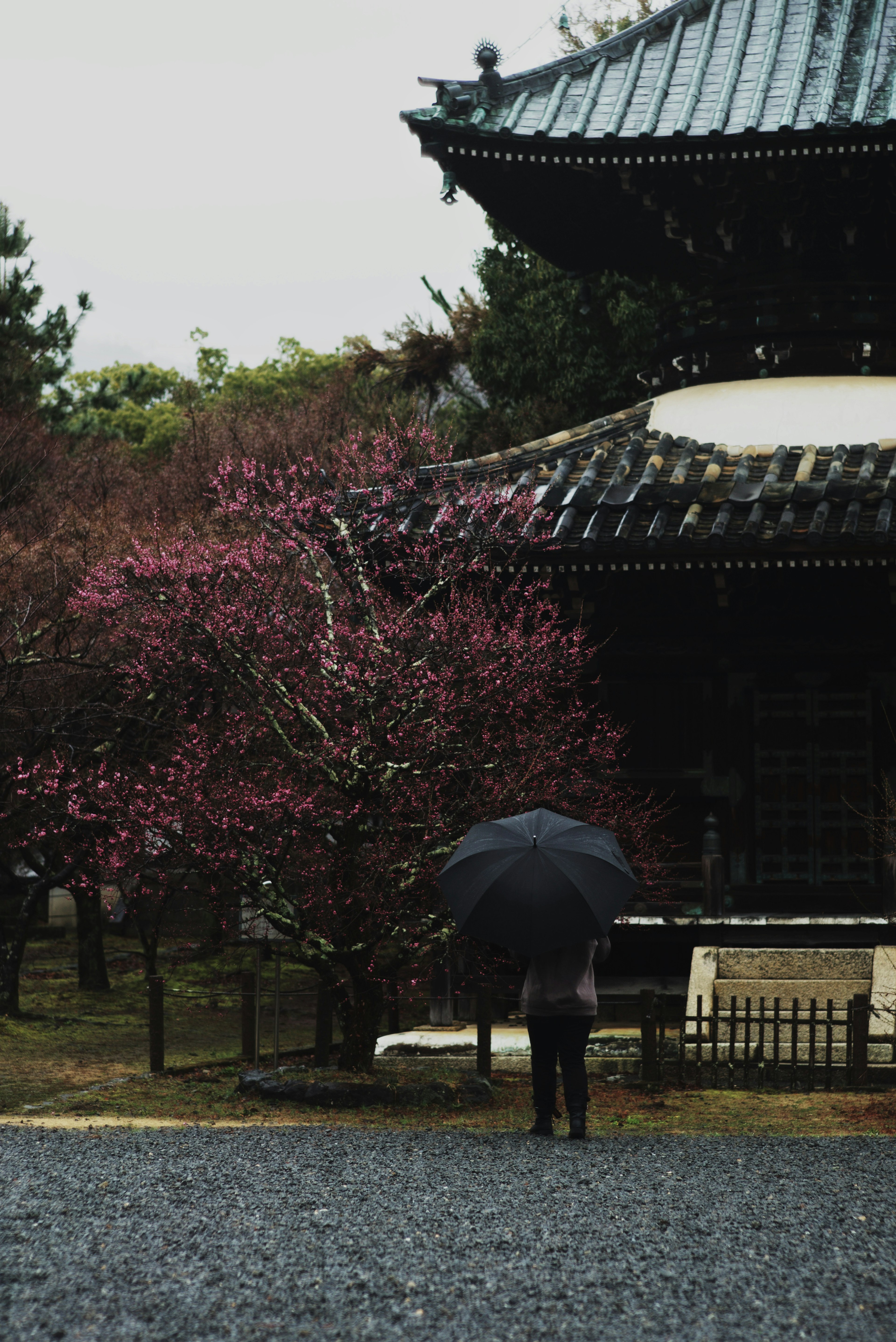 Person holding an umbrella near a cherry blossom tree and traditional building in the rain