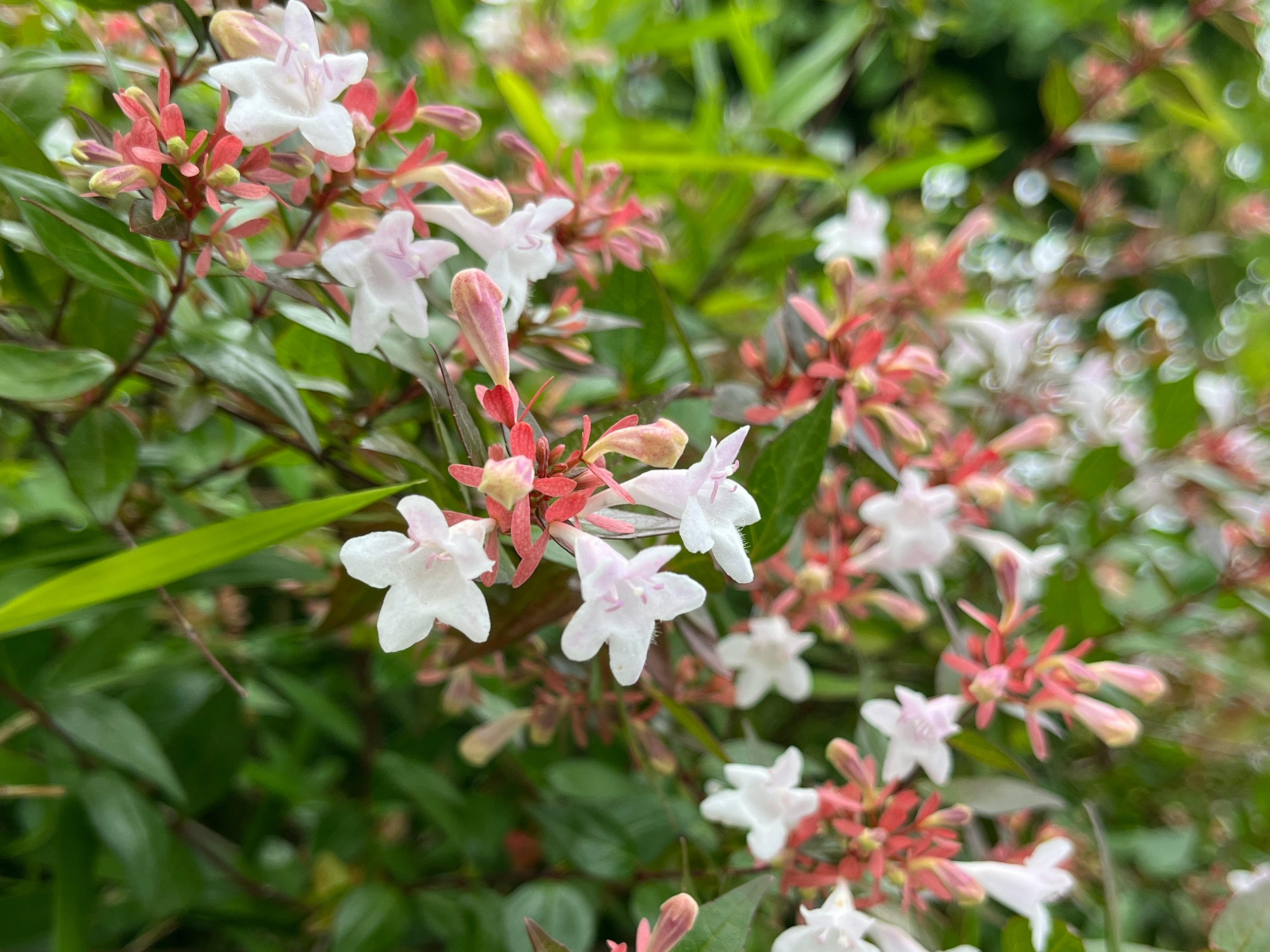 Primer plano de una planta con flores blancas y hojas verdes