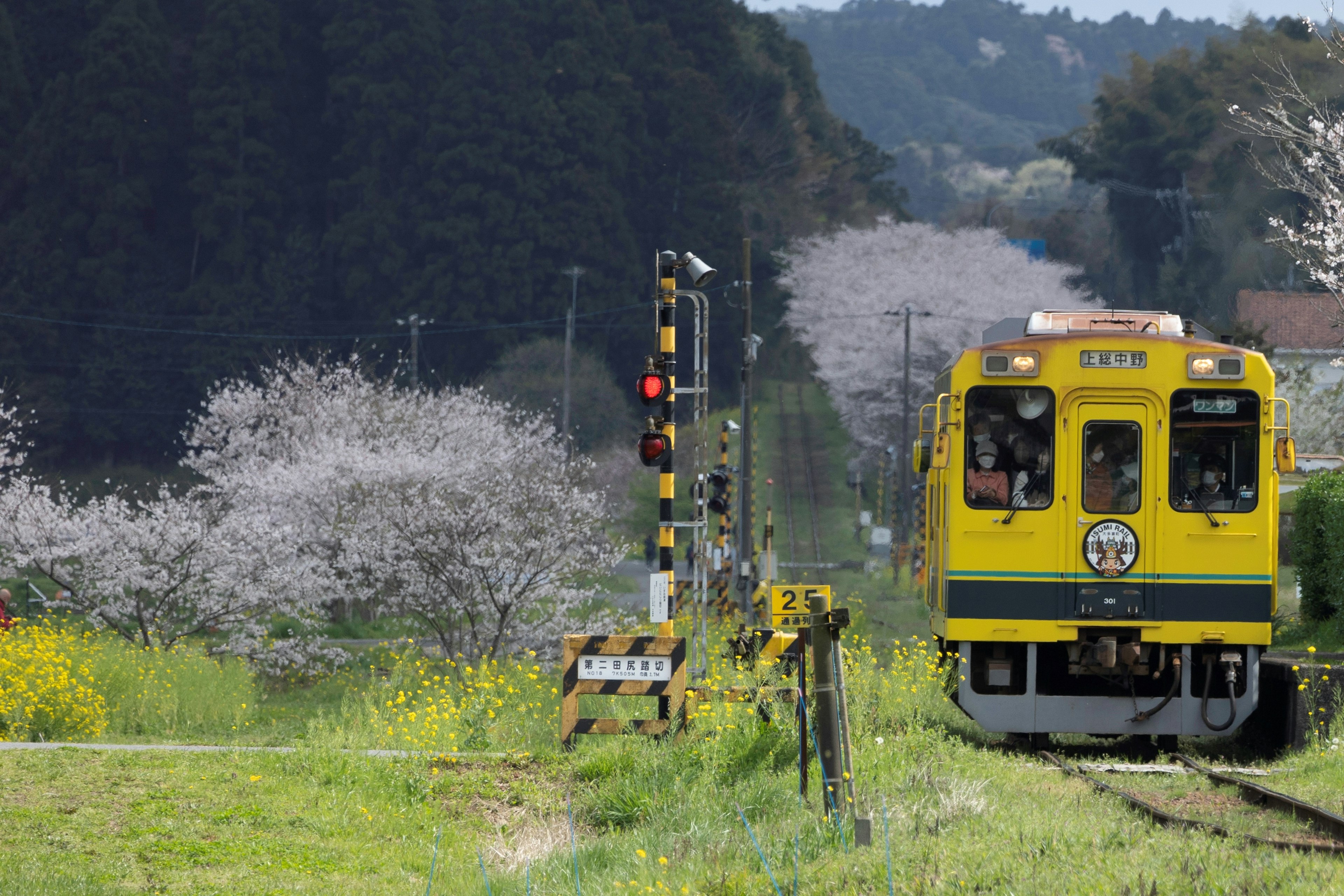 黄色い列車が桜の木の近くを走る風景