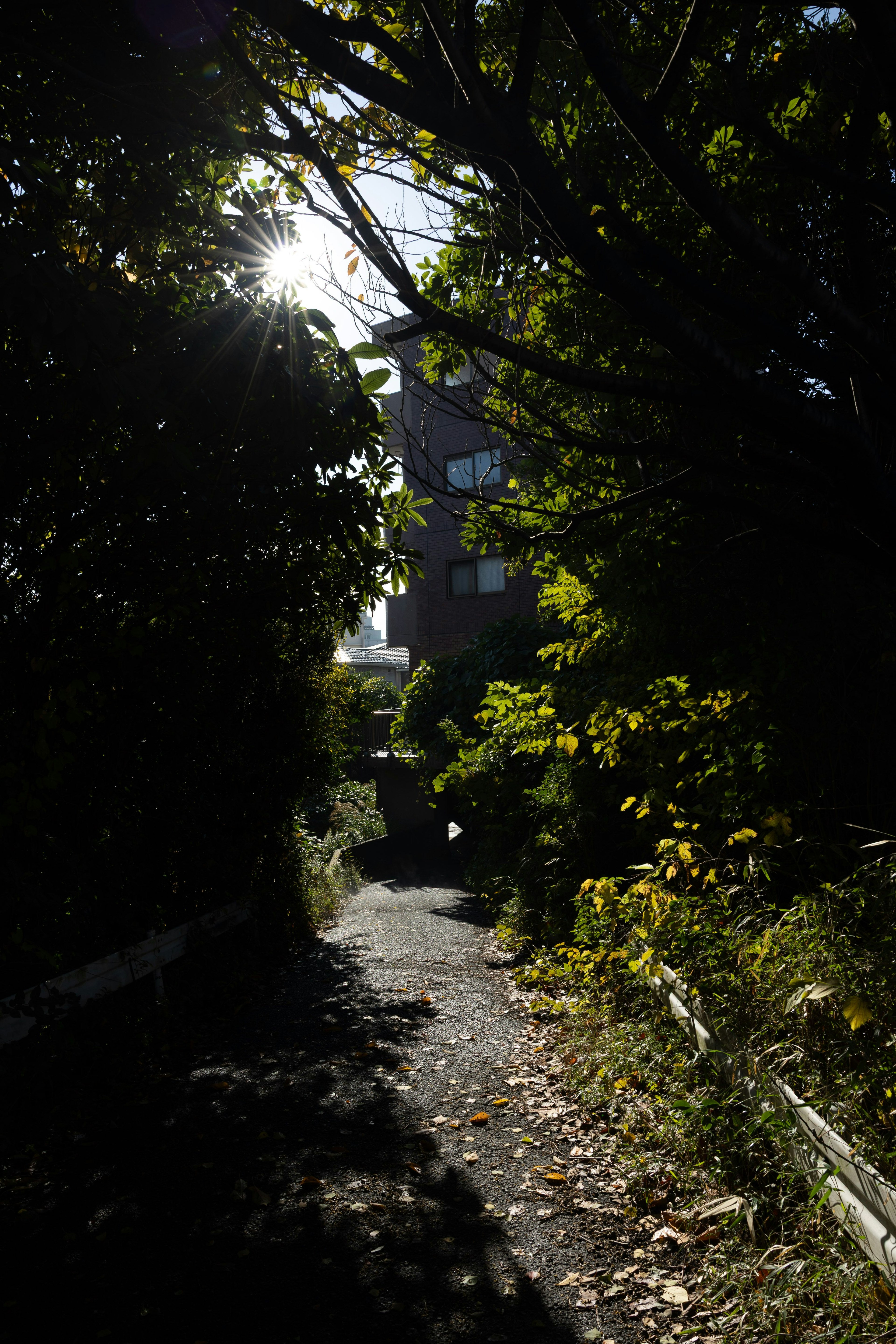Sentiero stretto circondato da alberi verdi luce solare che filtra