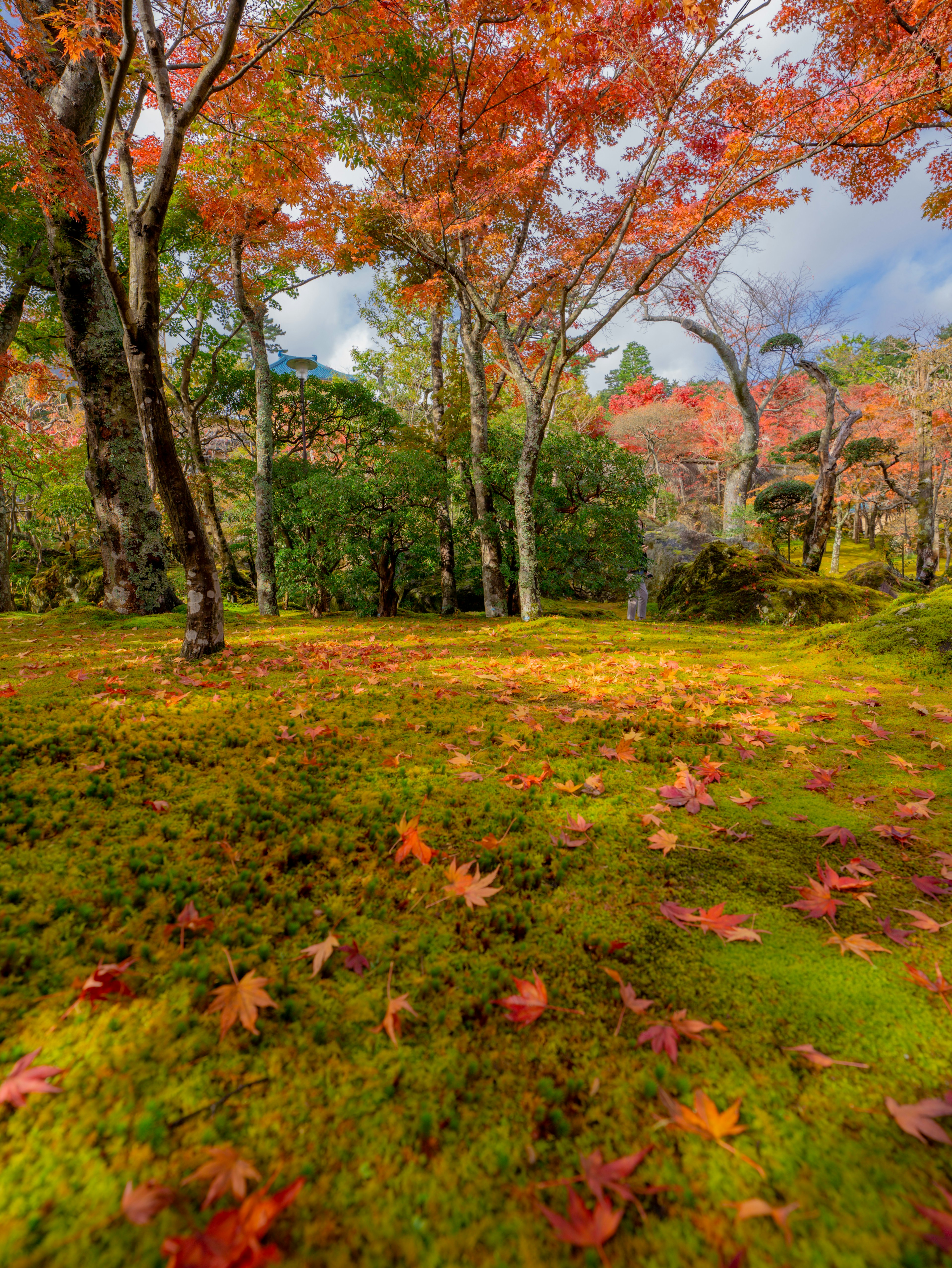 公園美麗的秋天景色 綠色苔蘚和紅色樹葉