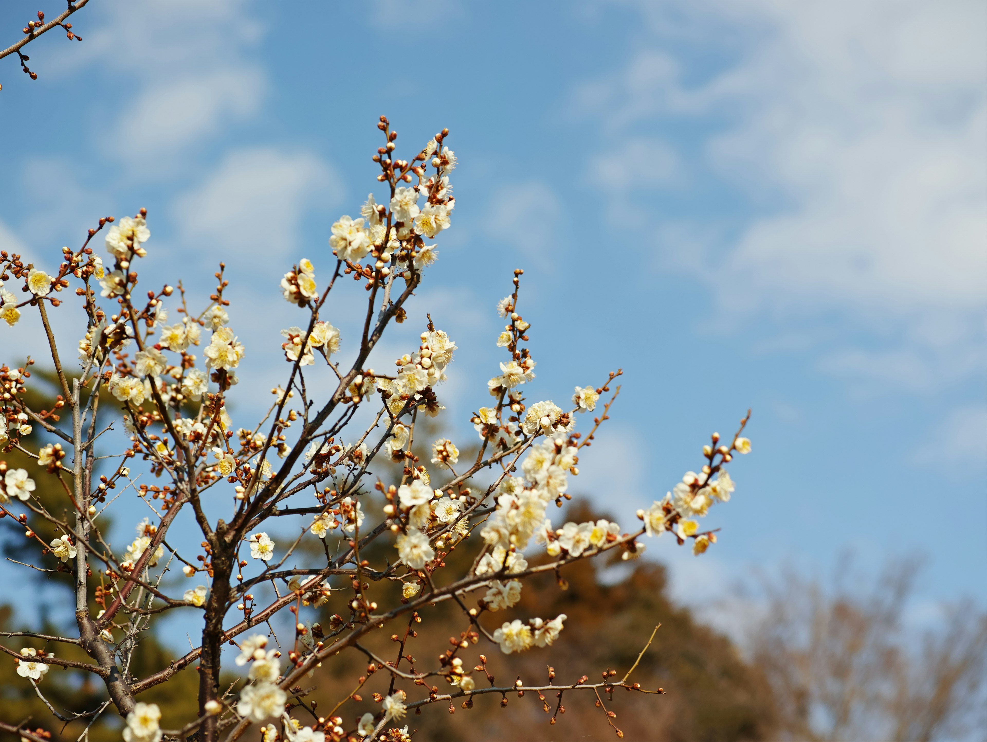 青空の下で咲く白い梅の花の木