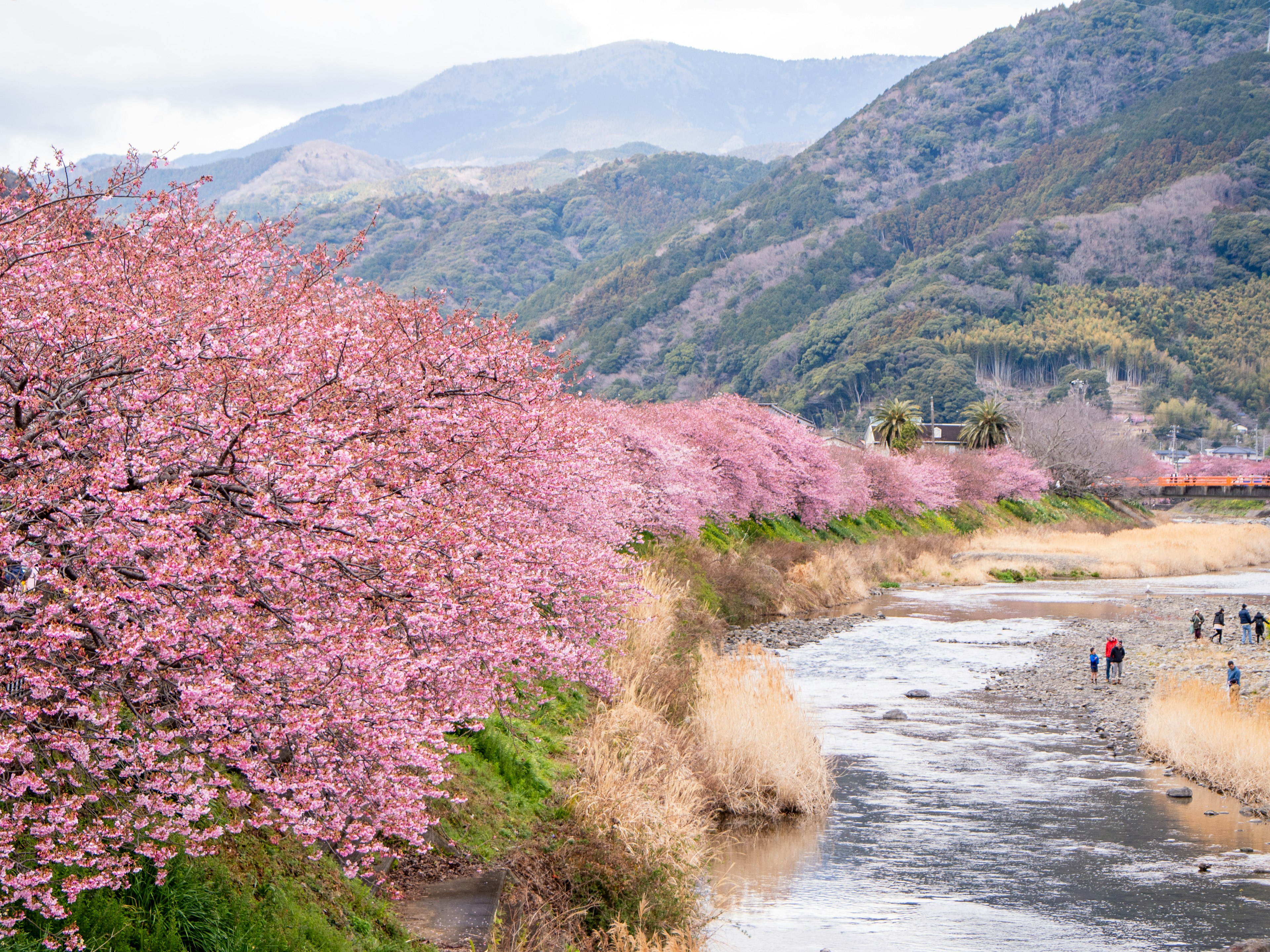 Beaux cerisiers en fleurs bordant une rivière