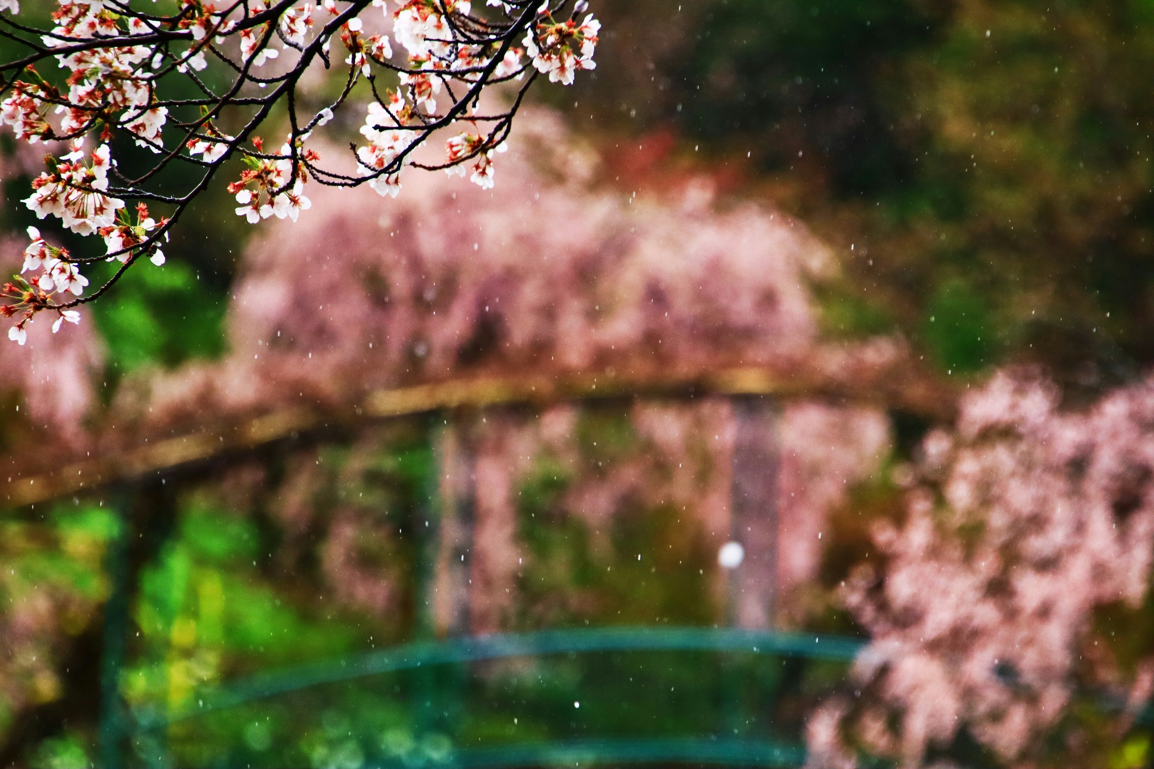 Escena borrosa con flores de cerezo y un puente verde de fondo