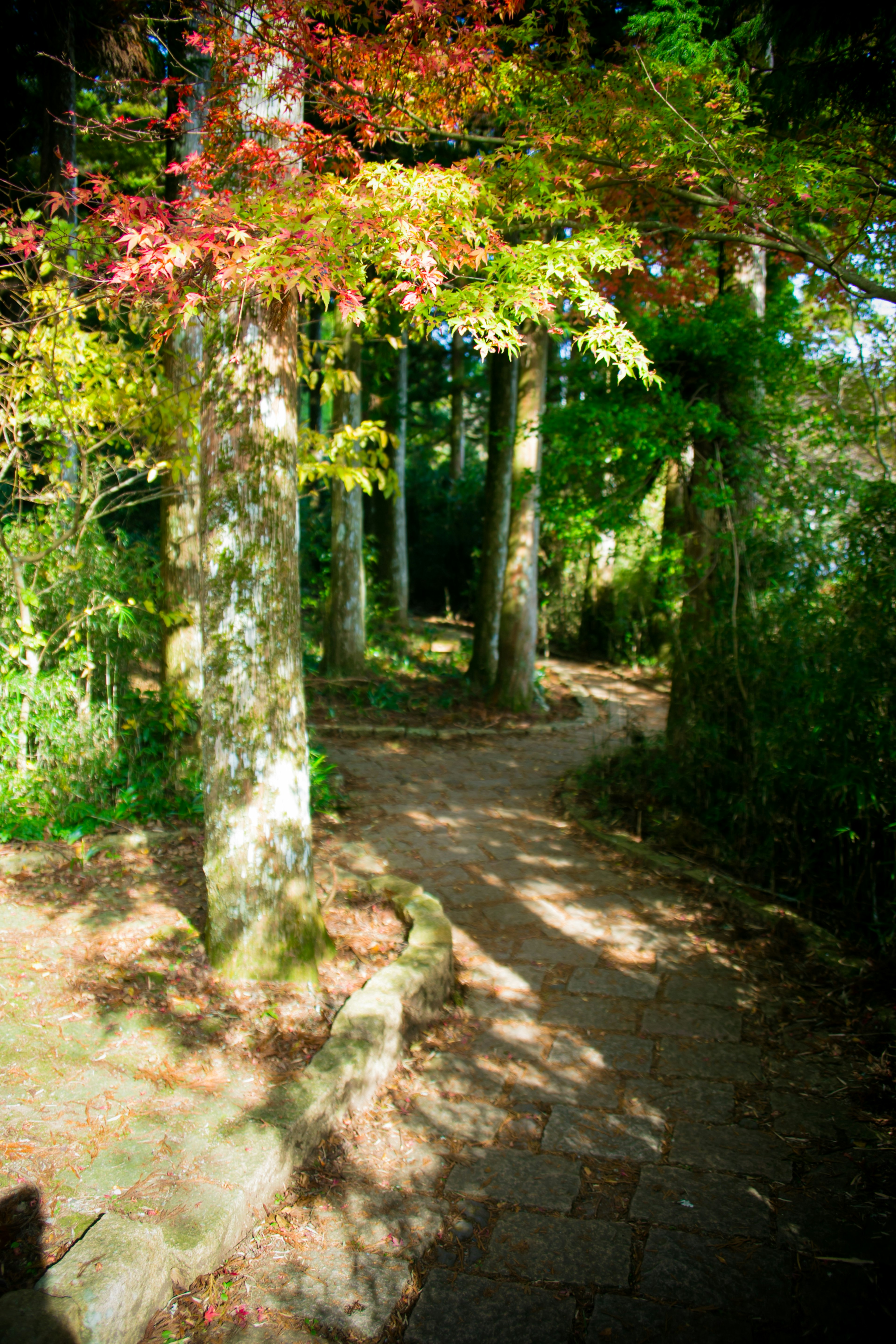 Un sentiero sereno circondato da alberi con foglie colorate