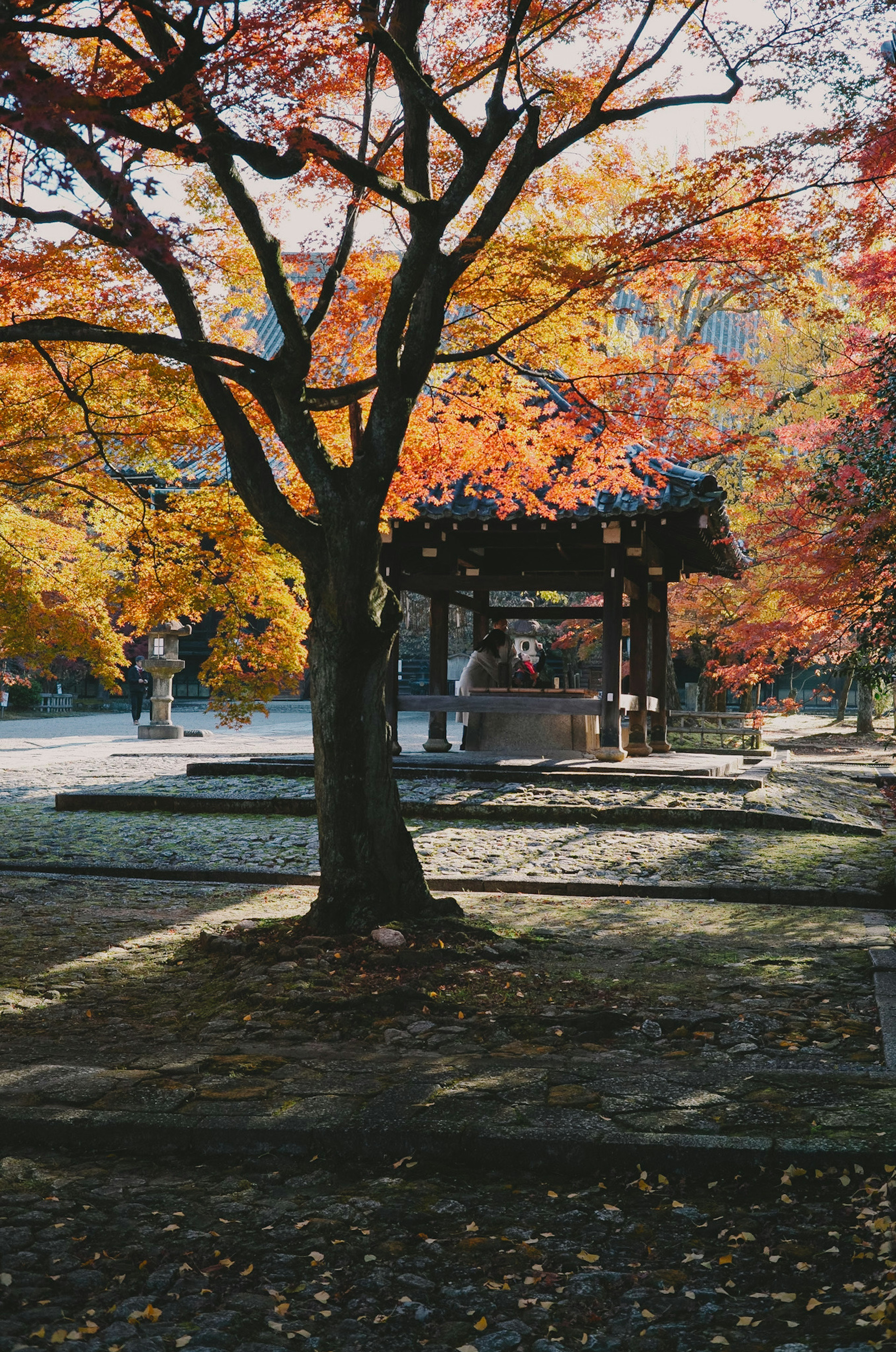 公園中的迷人秋季場景 色彩斑斓的樹葉 一棵樹和一座傳統建築