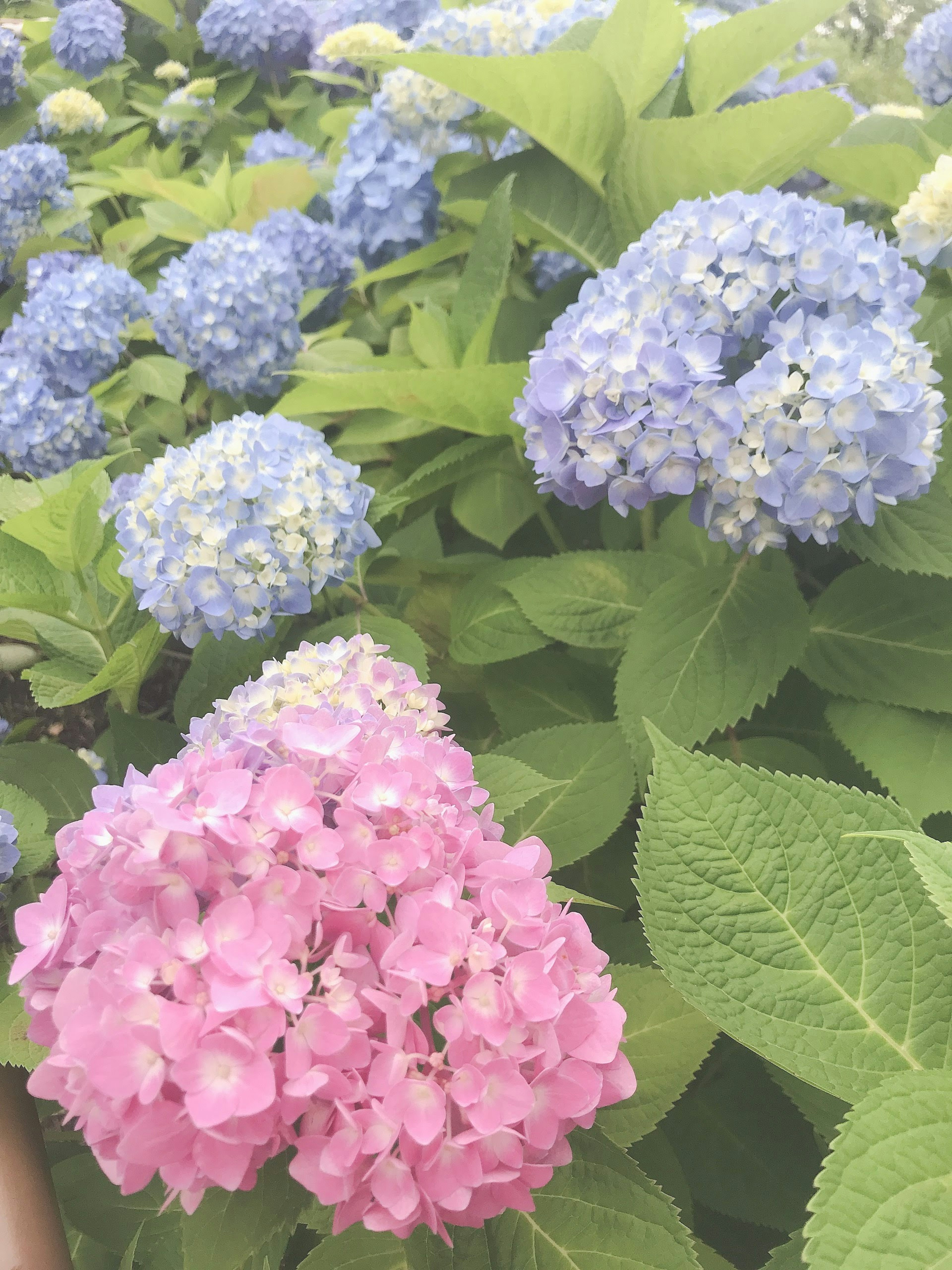 Hydrangea flowers in blue and pink blooming among green leaves