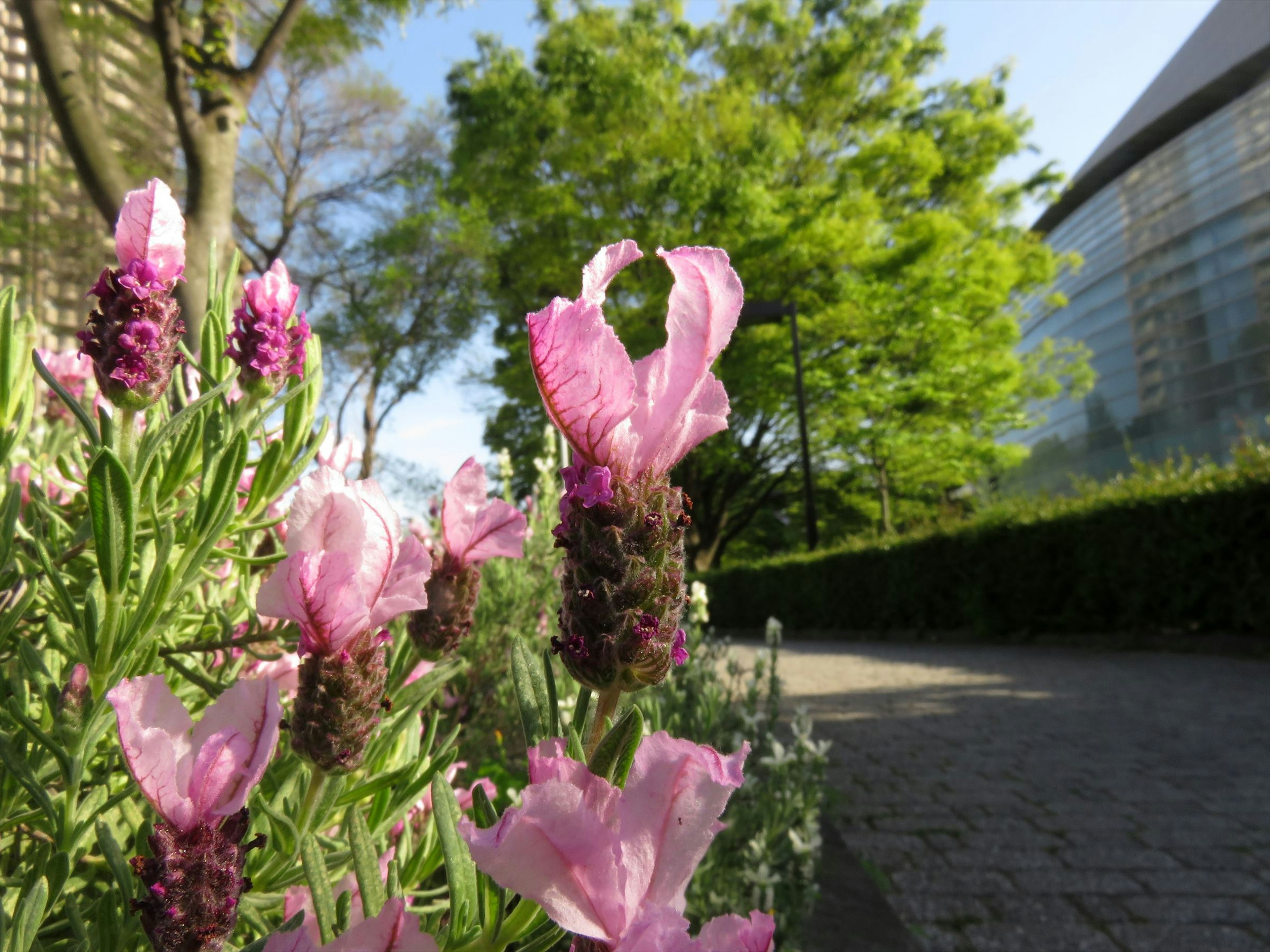 Vibrant pink lavender flowers in bloom with green trees in the background