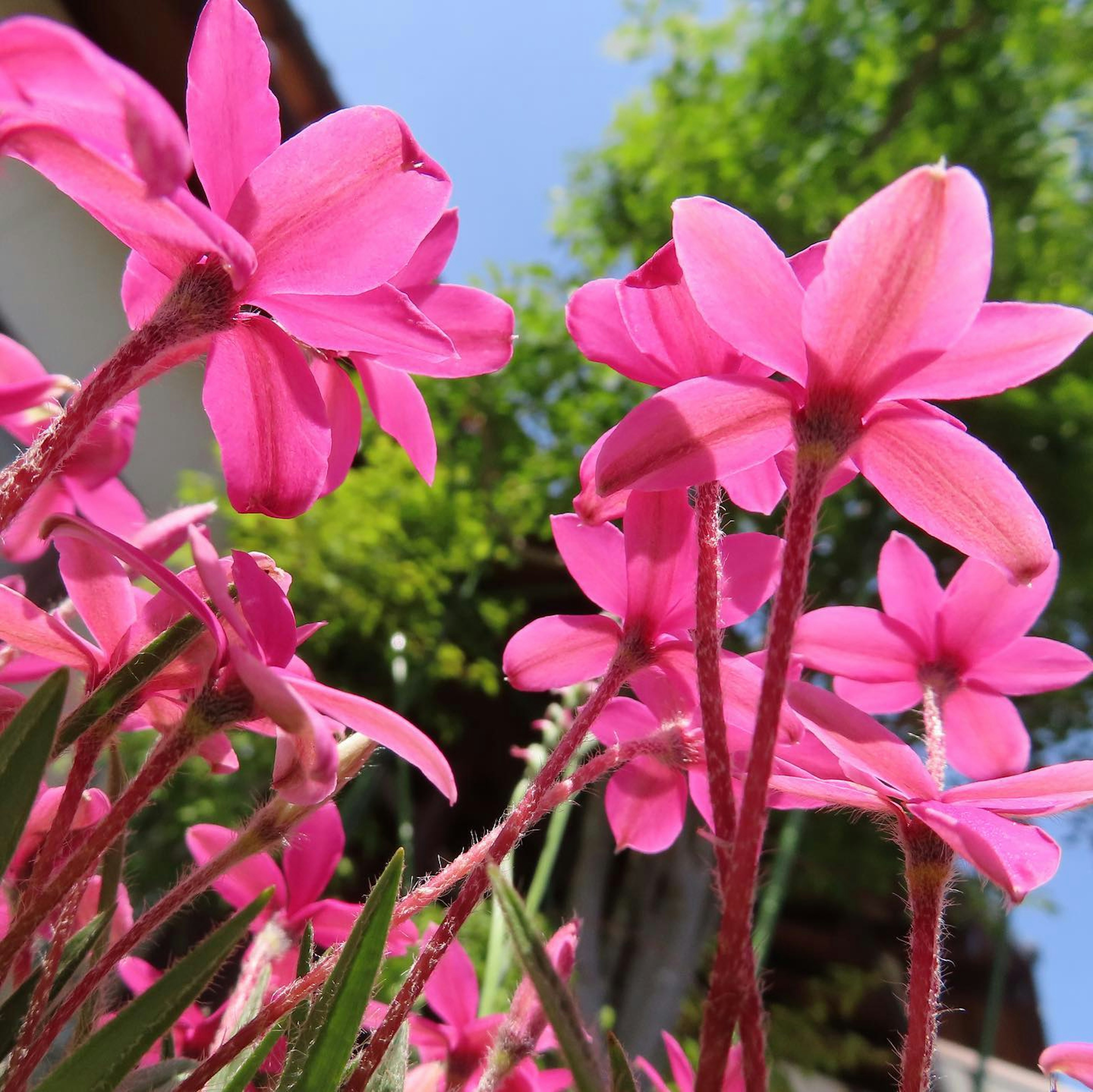 Bunga pink cerah mekar di bawah langit biru