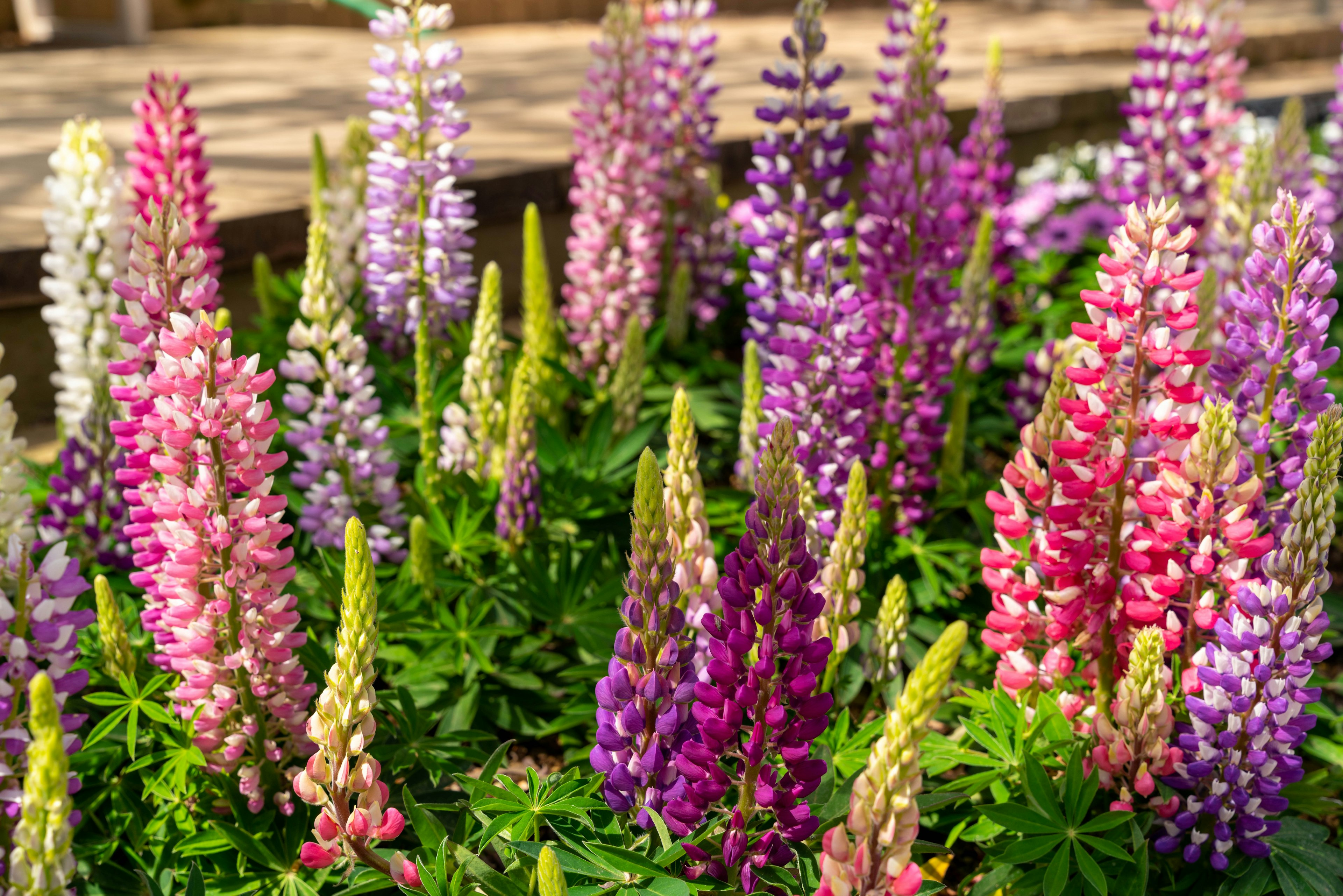 Ein Garten voller bunter Lupinenblumen in verschiedenen Farbtönen