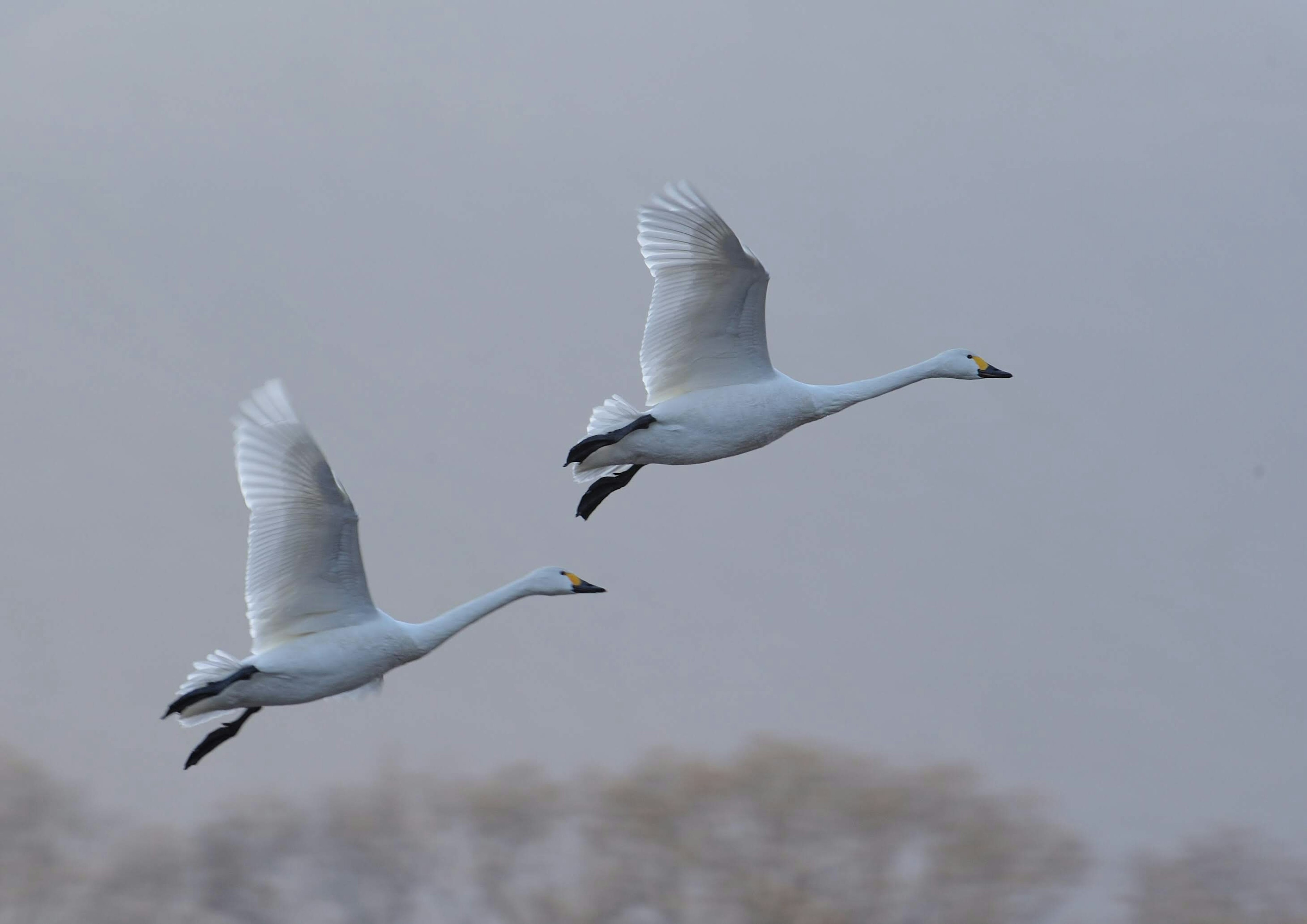 二羽の白鳥が空を飛んでいるシーン