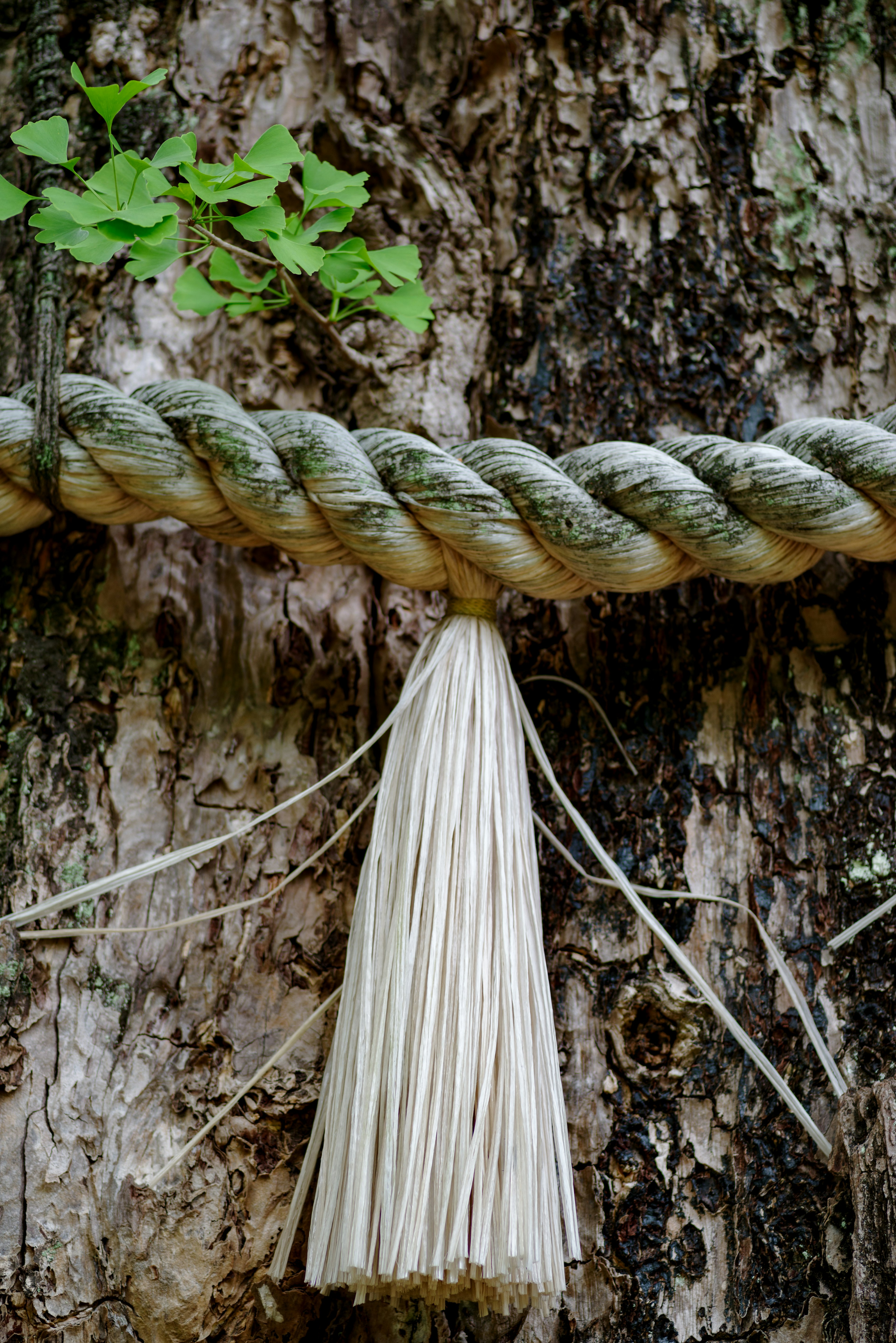 Close-up of a rope tied to a tree with a white tassel hanging below