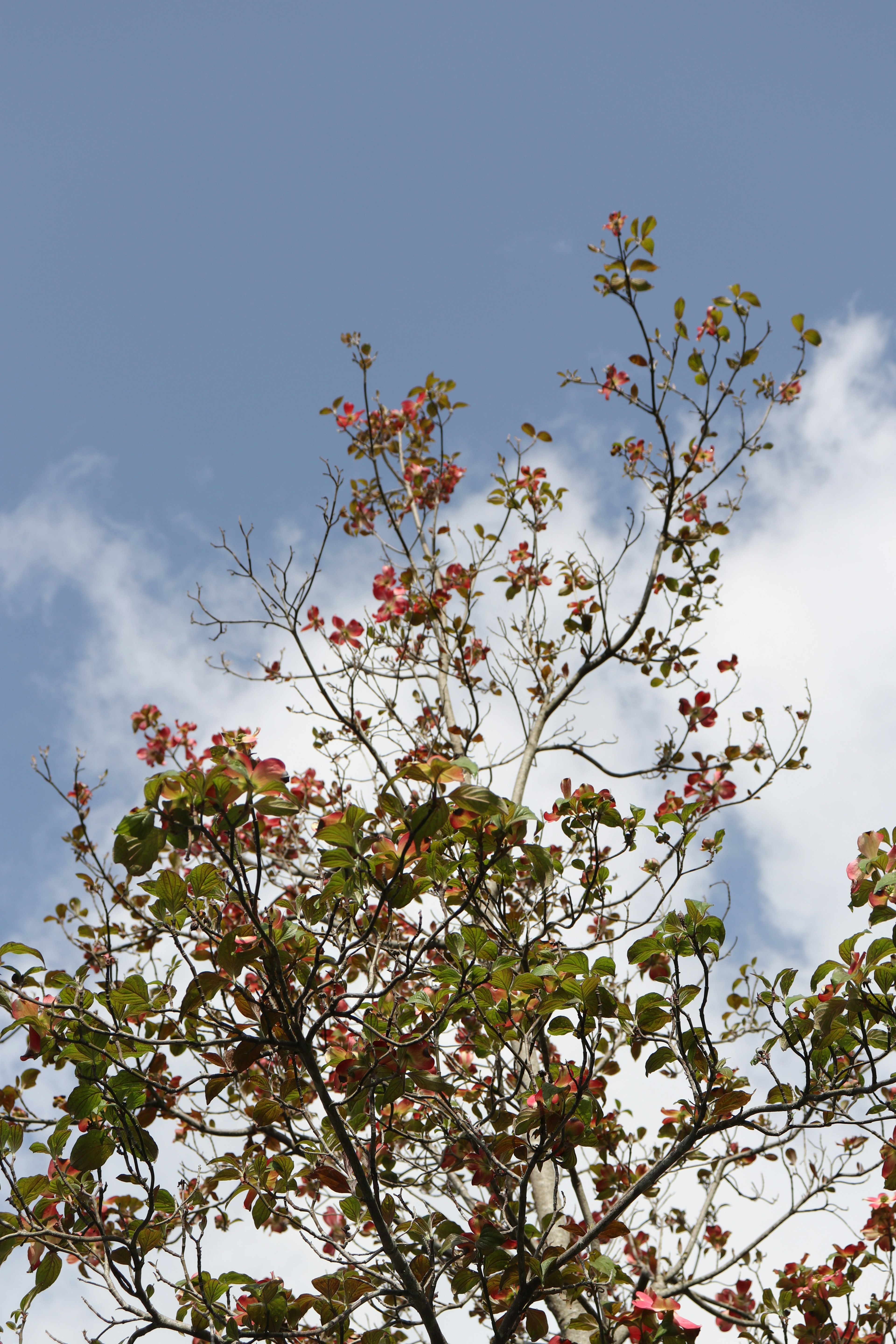 Tree branches with blooming flowers against a blue sky and white clouds