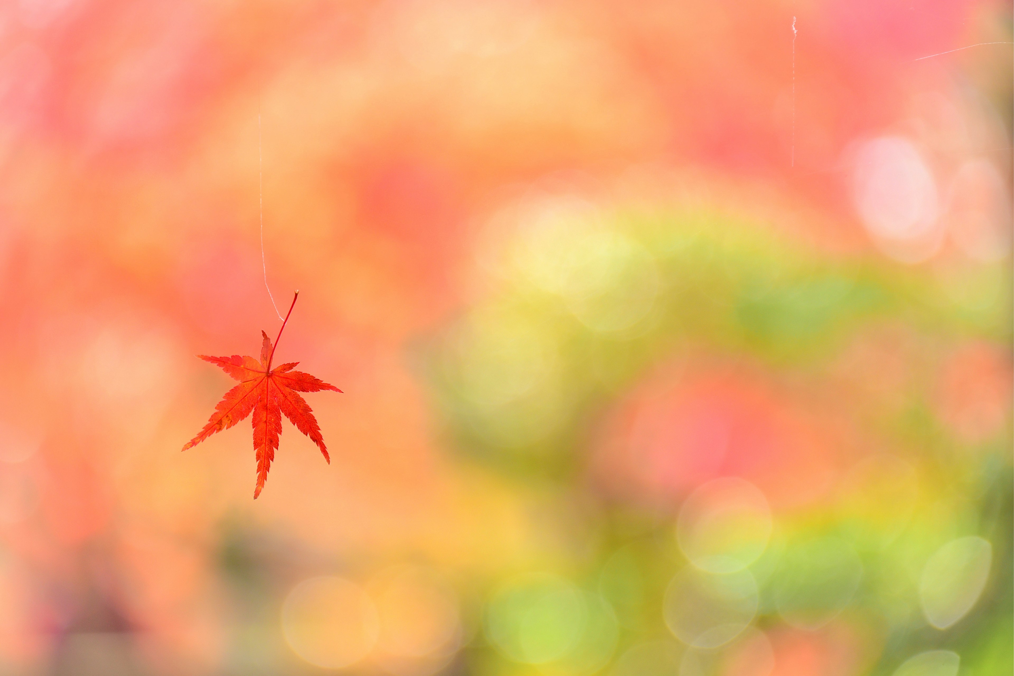 Una singola foglia di acero rosso che galleggia su uno sfondo colorato sfocato