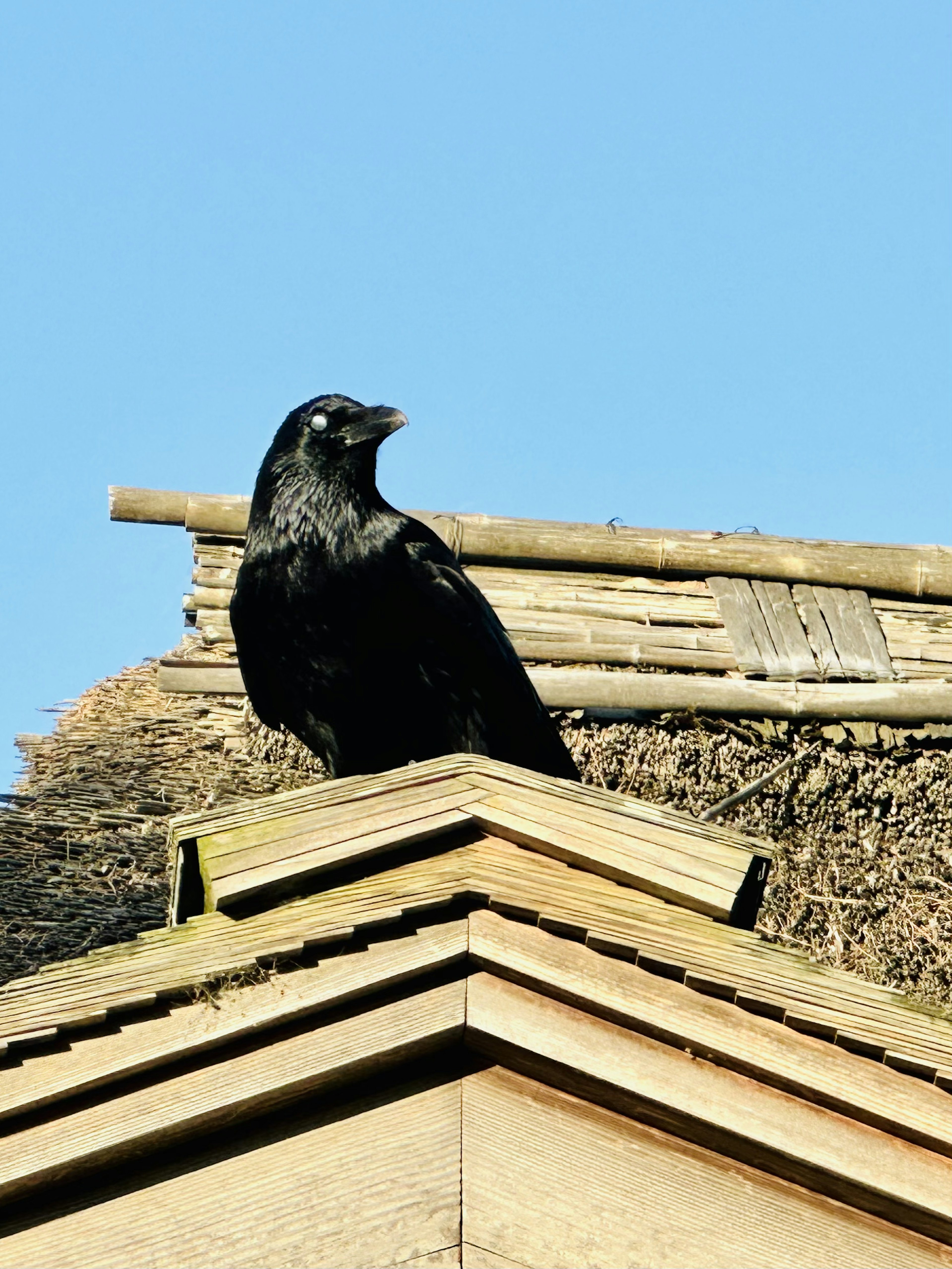 屋根の上にいる黒いカラスの姿