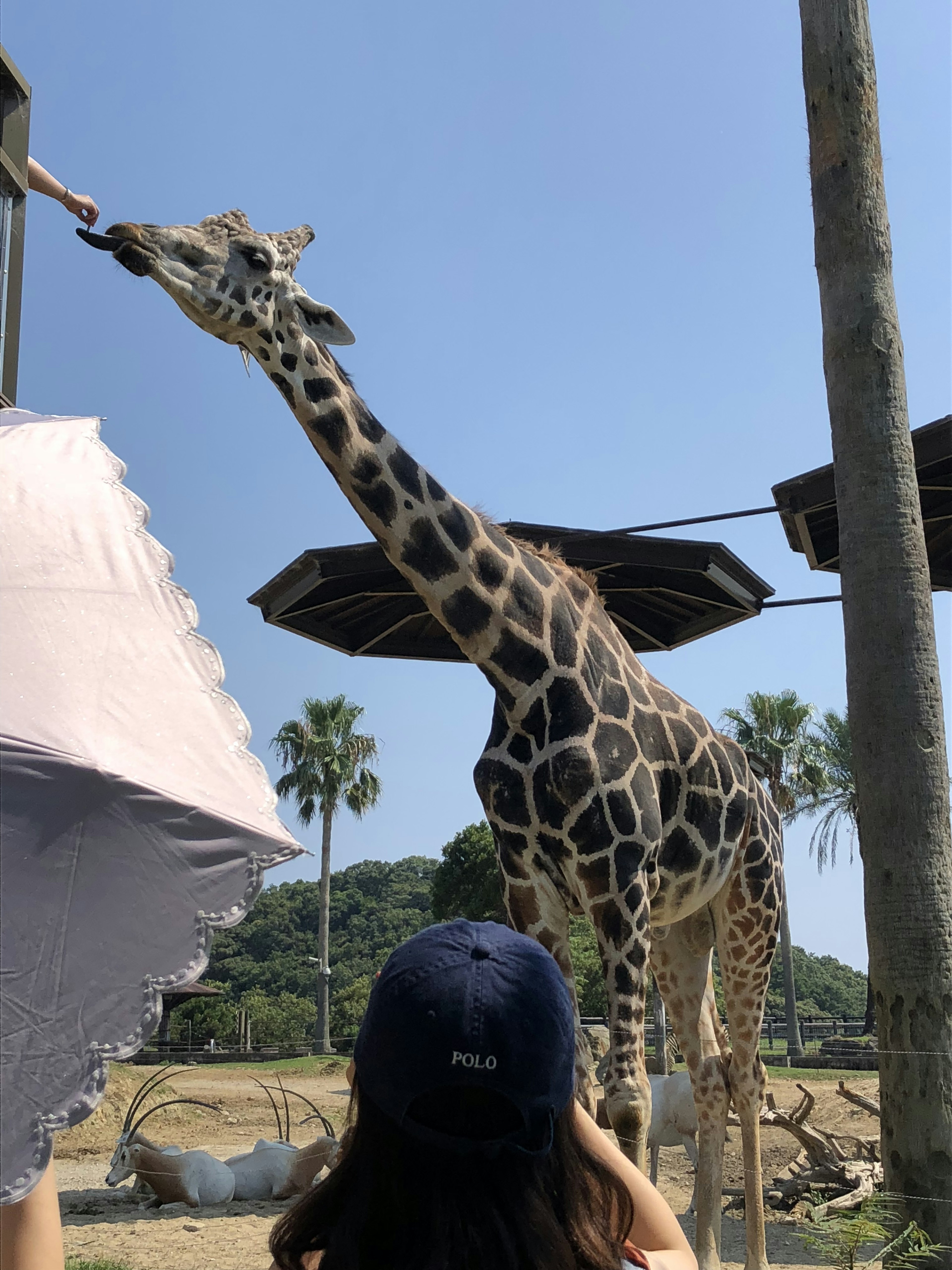 在動物園中向人類索食的長頸鹿