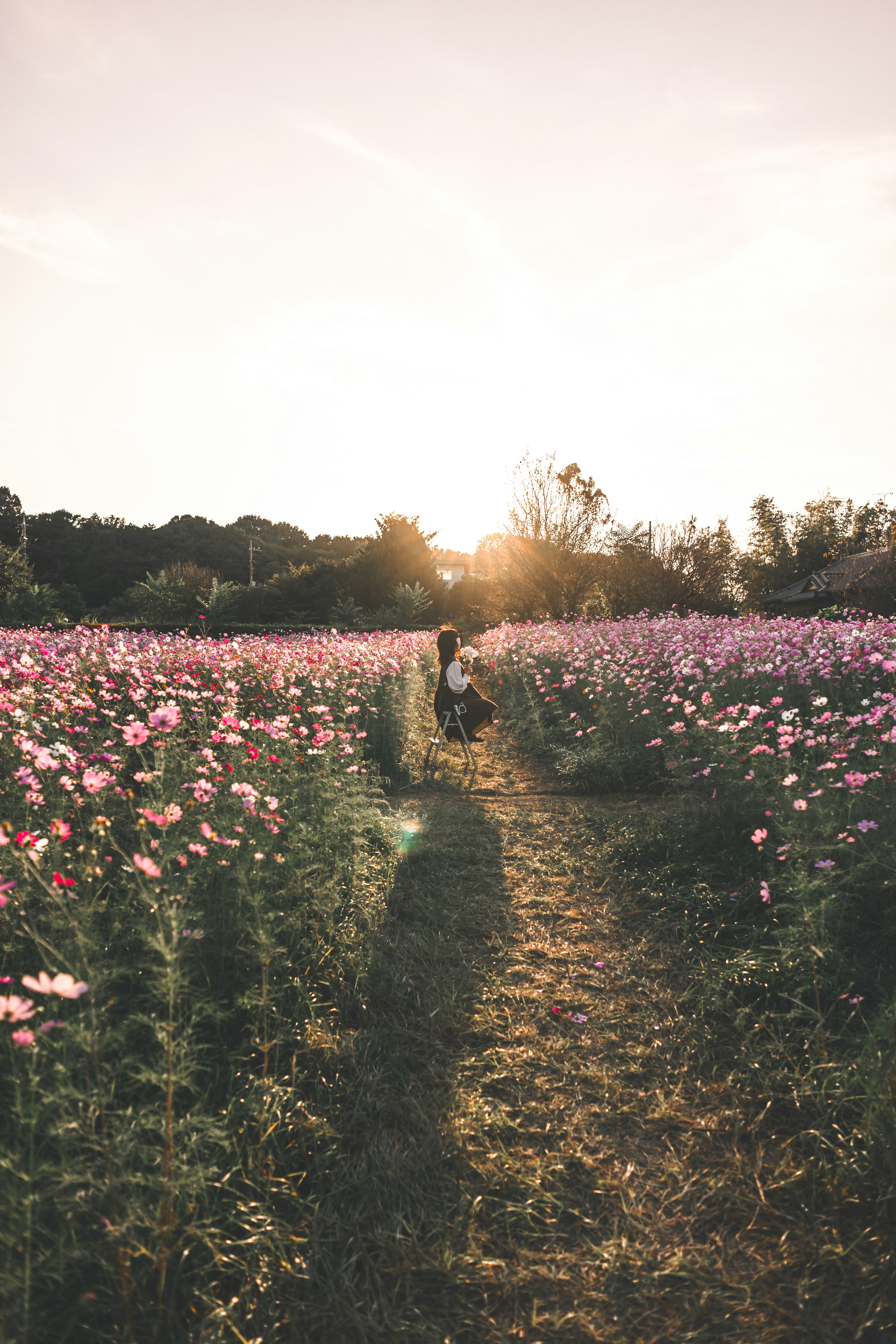 Menschen, die auf einem Weg in einem Blumenfeld mit Sonnenuntergang im Hintergrund gehen