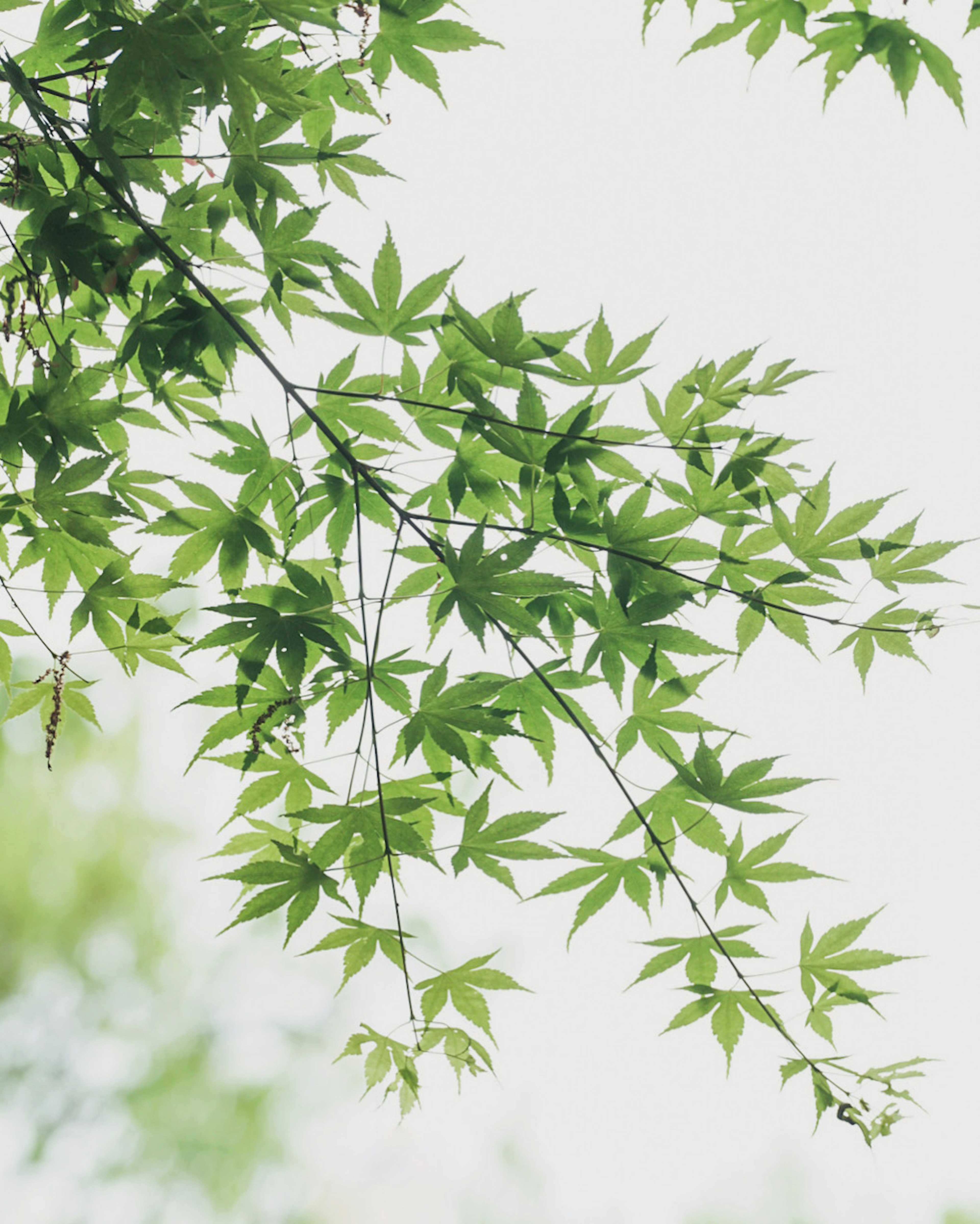 Close-up of green leaves on a branch illuminated by soft light