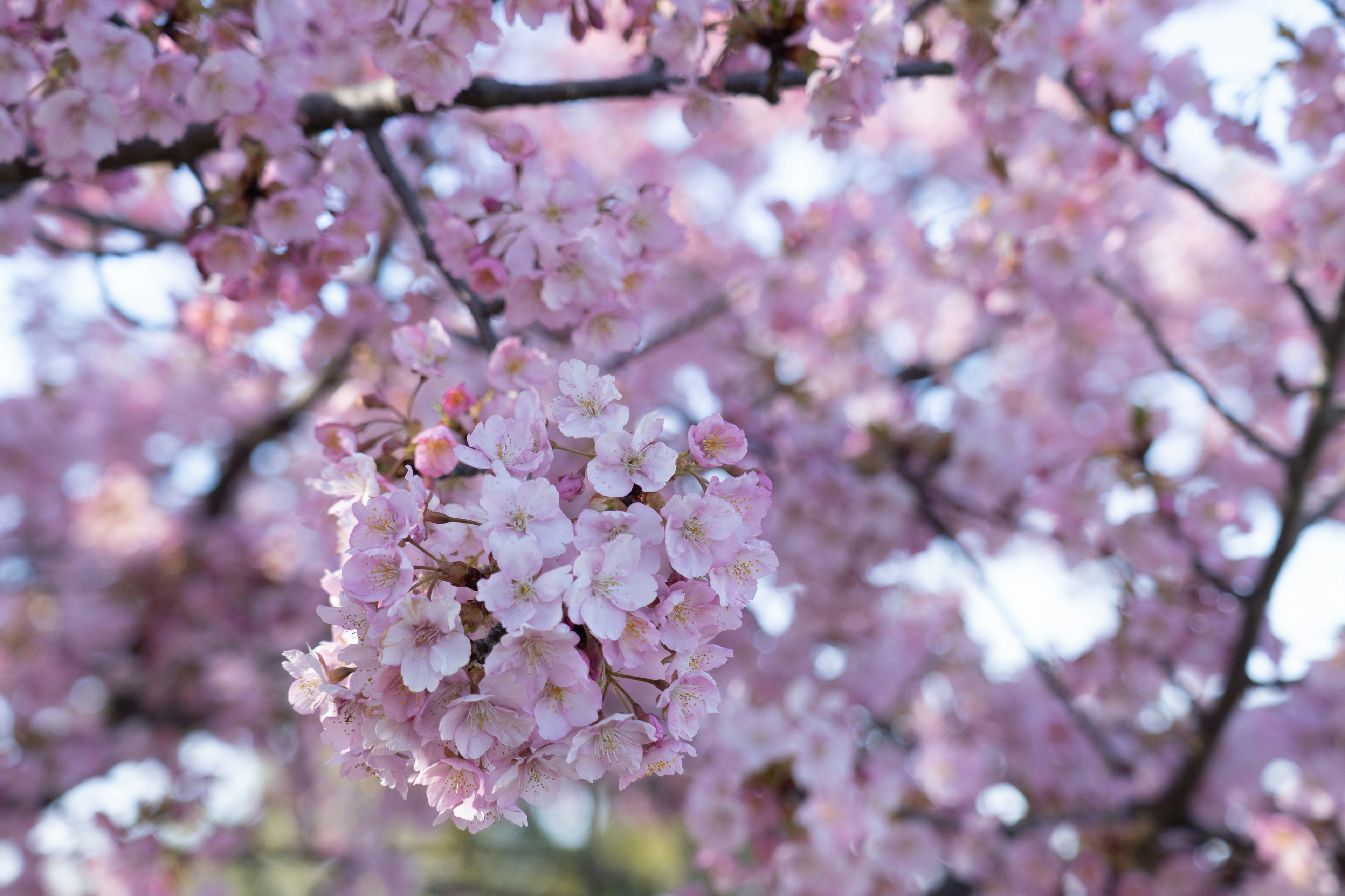 桜の花が咲いている枝のクローズアップ