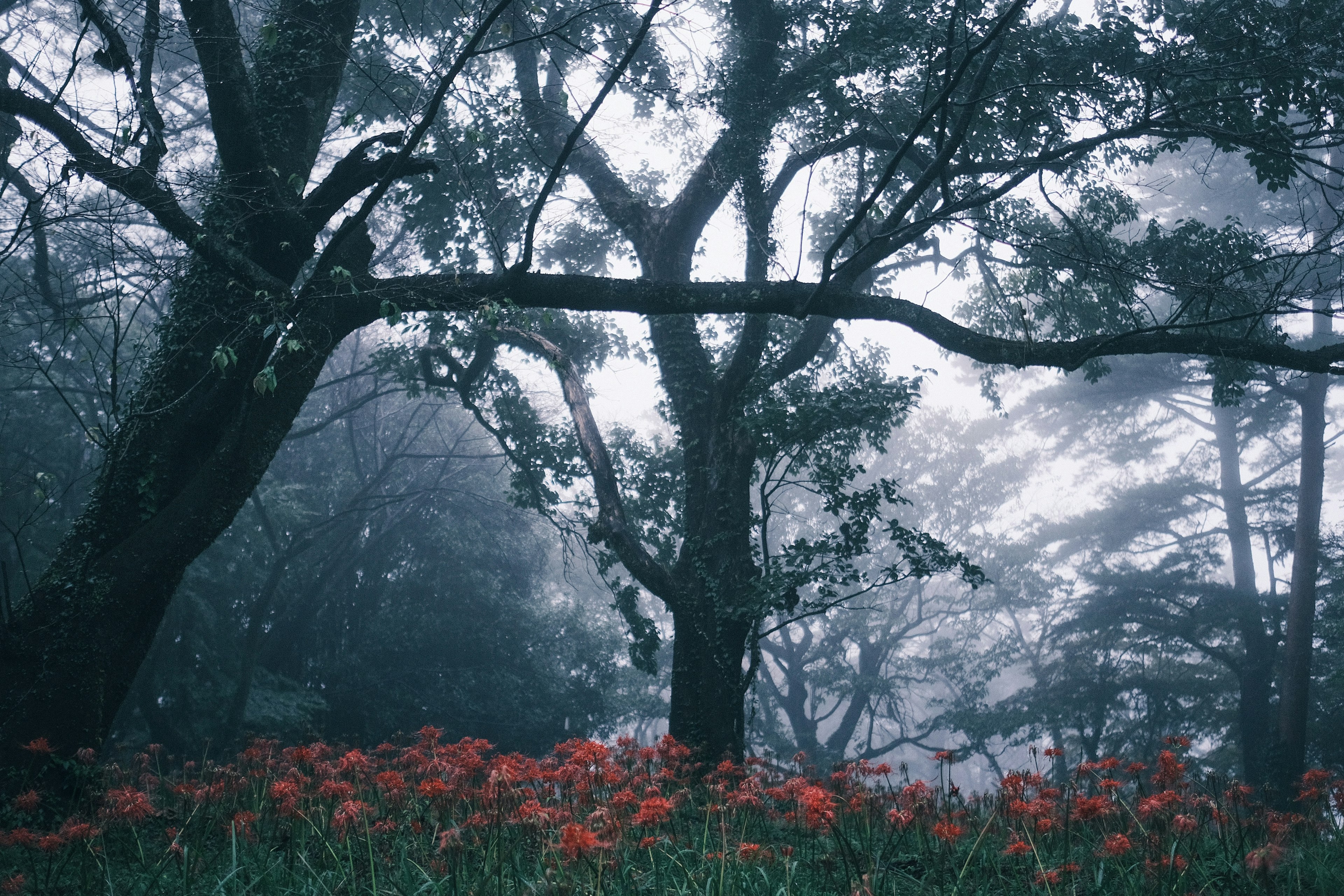 Paesaggio nebbioso con alberi e fiori rossi in fiore