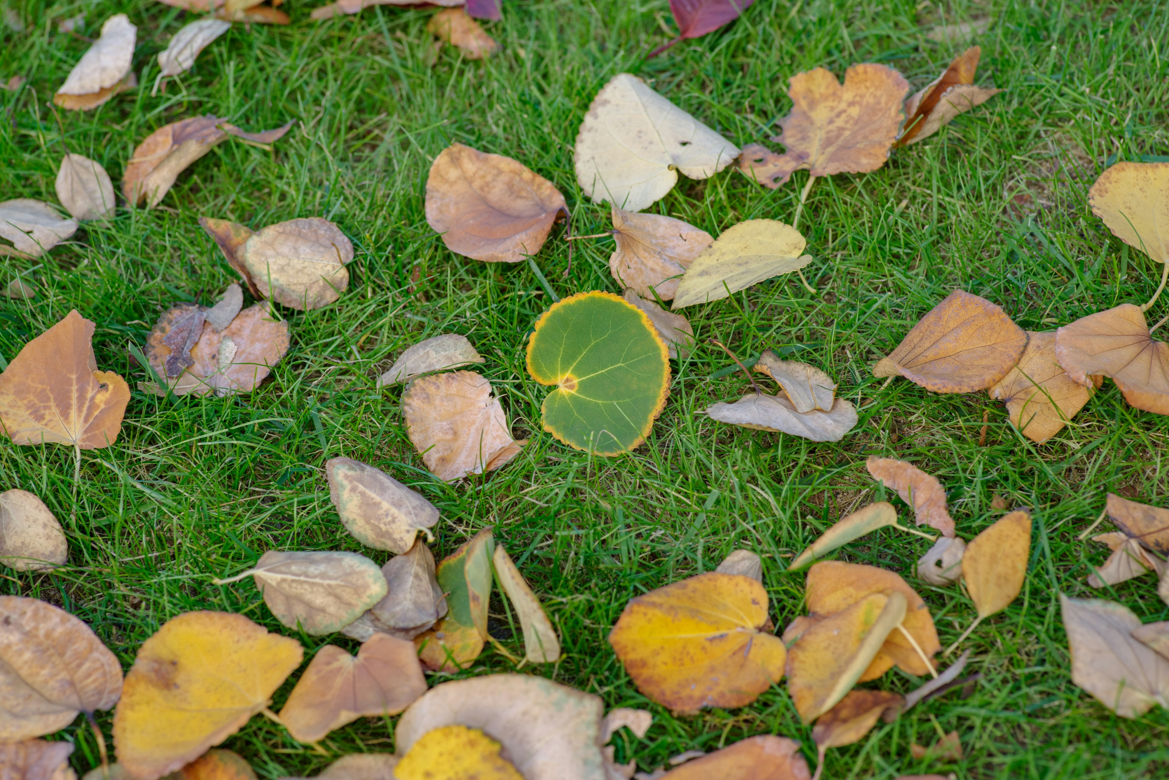 Daun musim gugur tersebar di atas rumput hijau dengan daun kuning di tengah