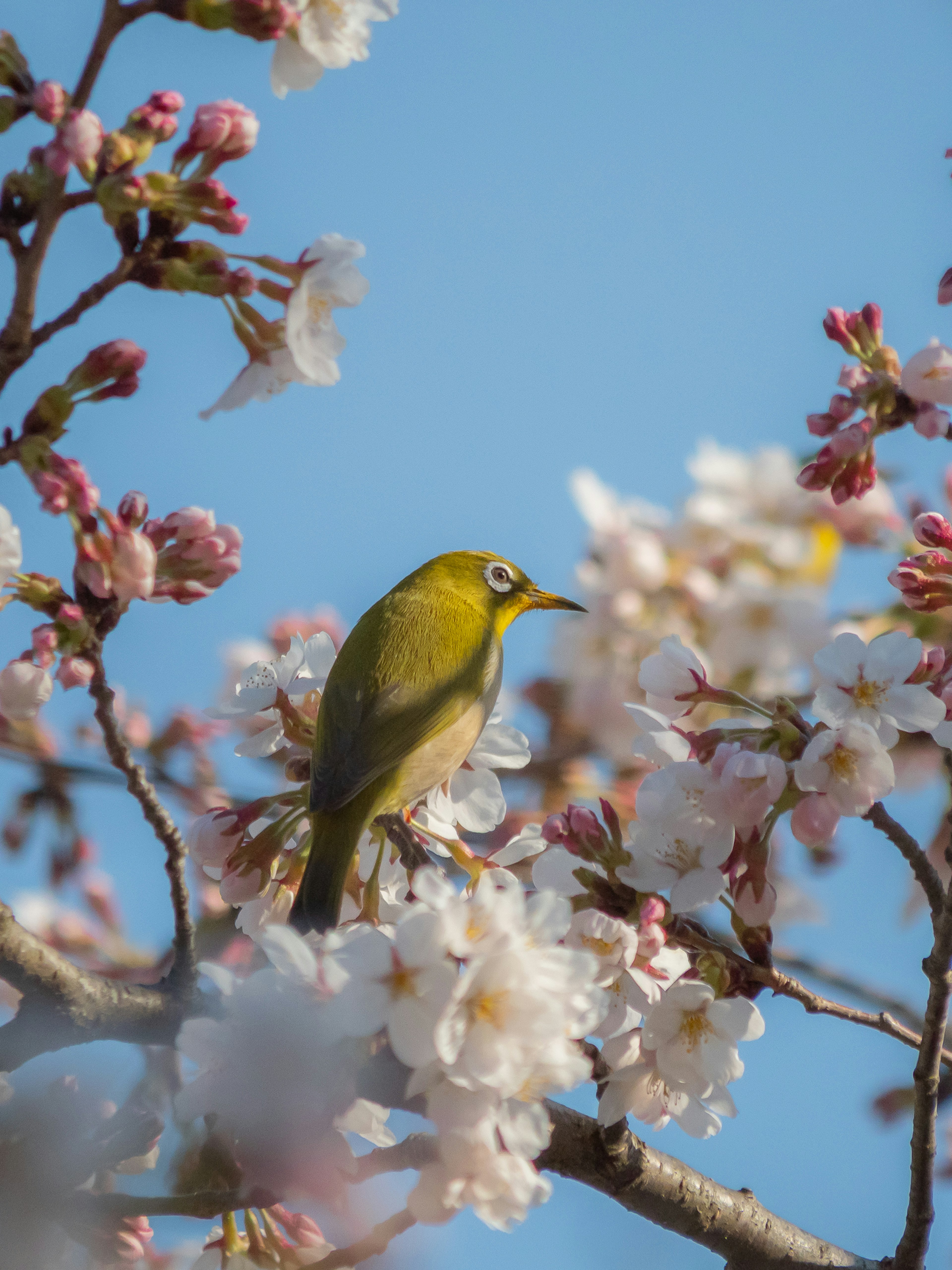 Small green bird perched among cherry blossoms