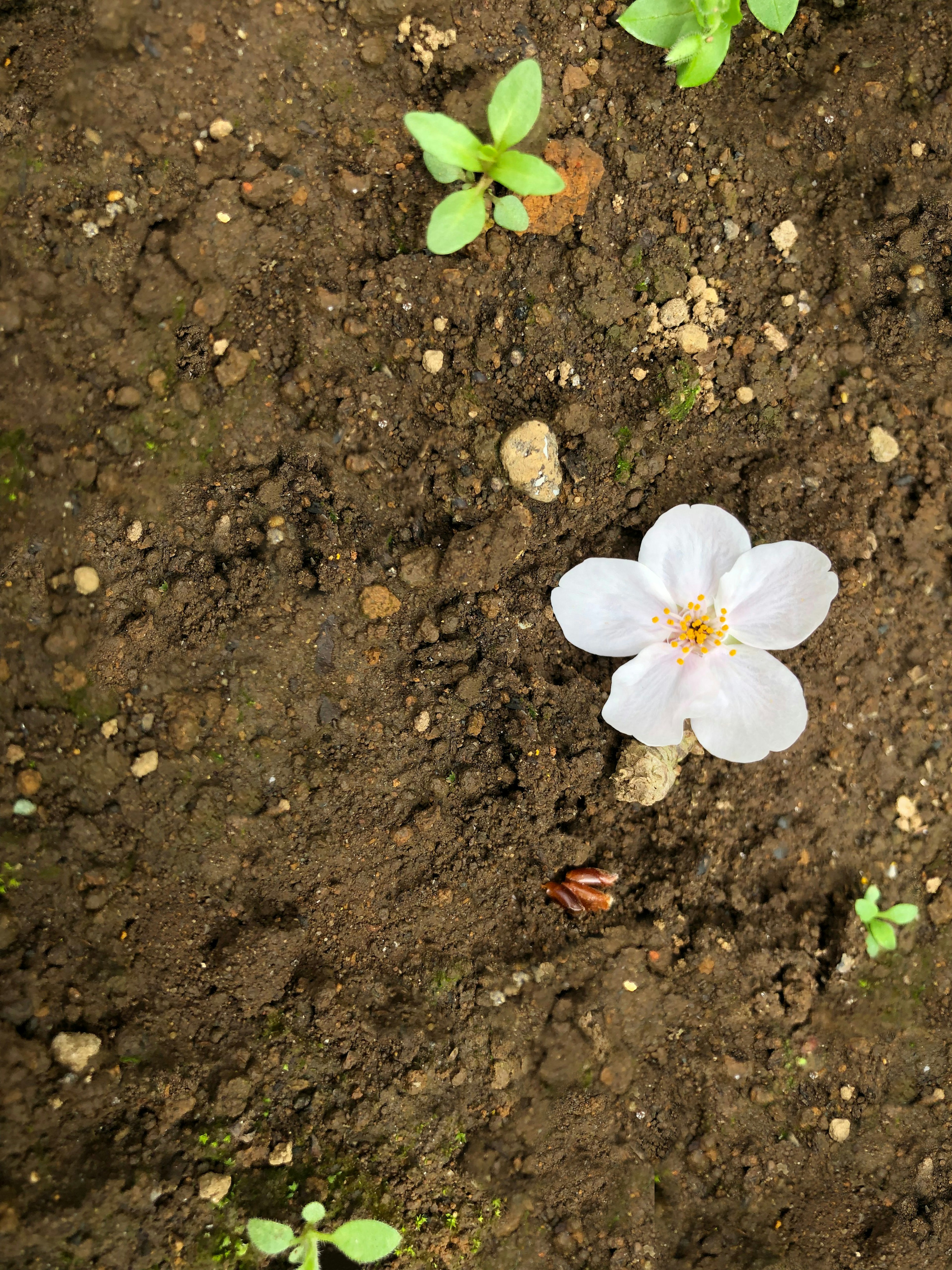 Un pétalo de flor de cerezo en el suelo rodeado de pequeñas plantas verdes