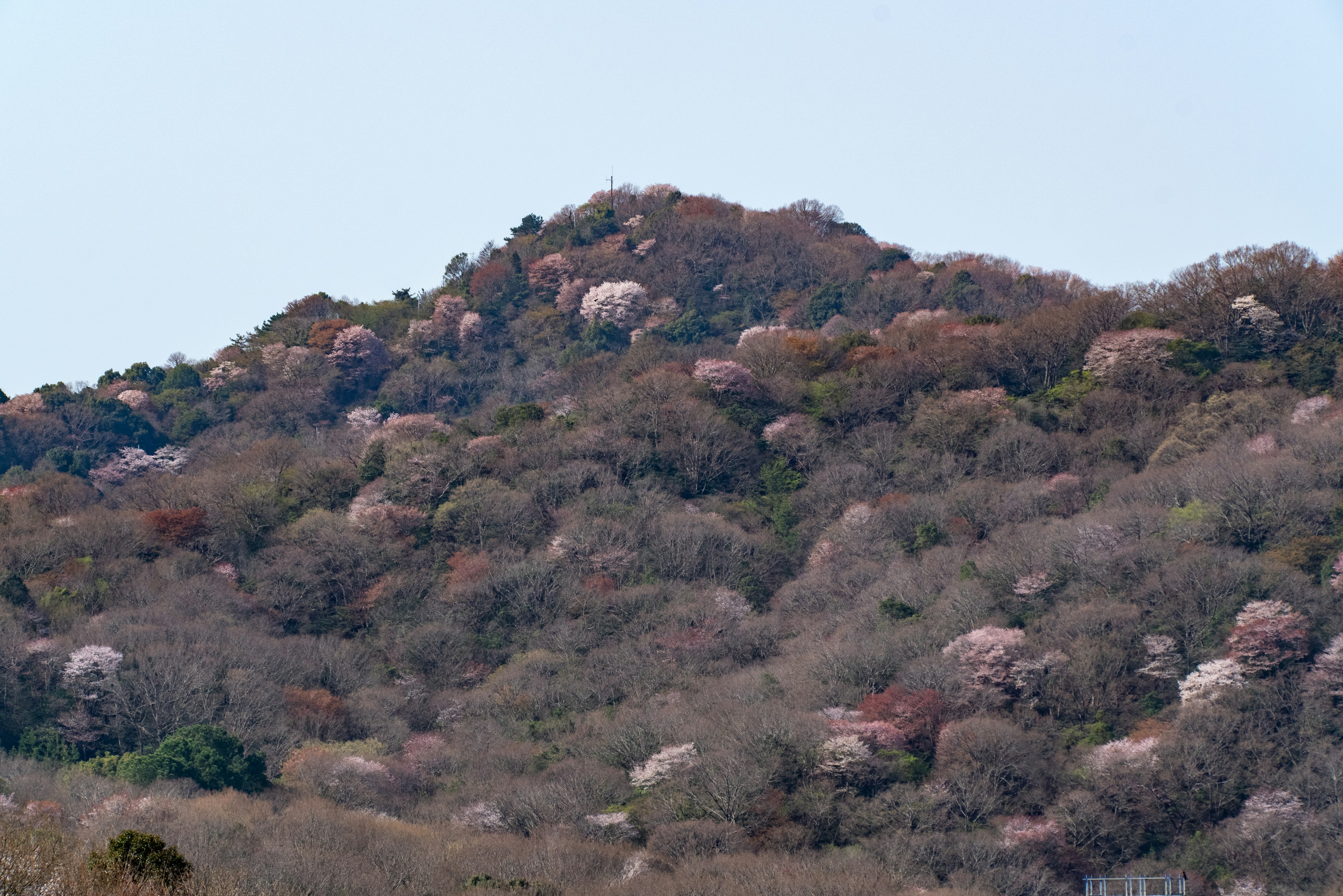 山の緑と花が咲く風景が広がる