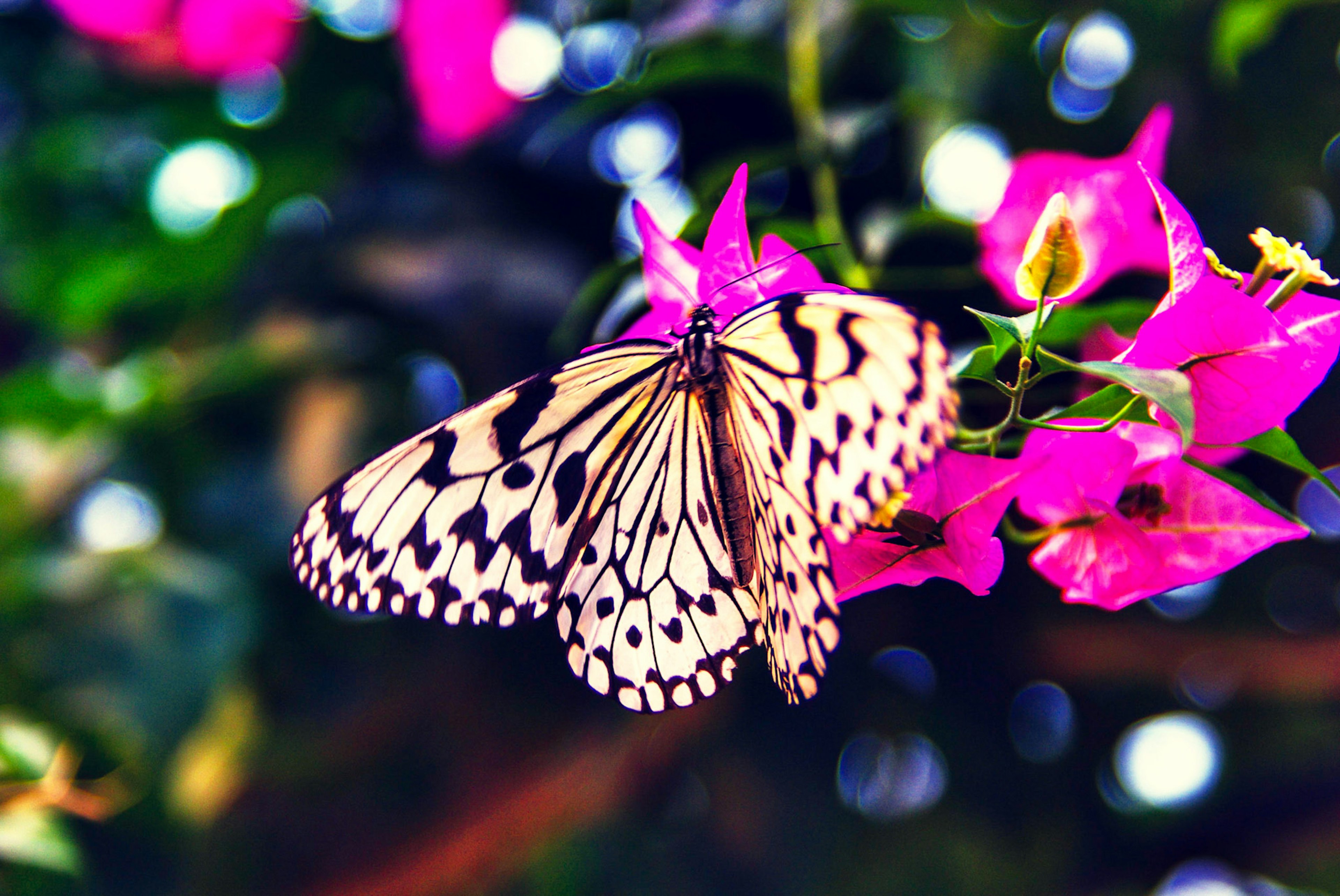 Una hermosa mariposa blanca y negra posada sobre flores de bugambilia rosas