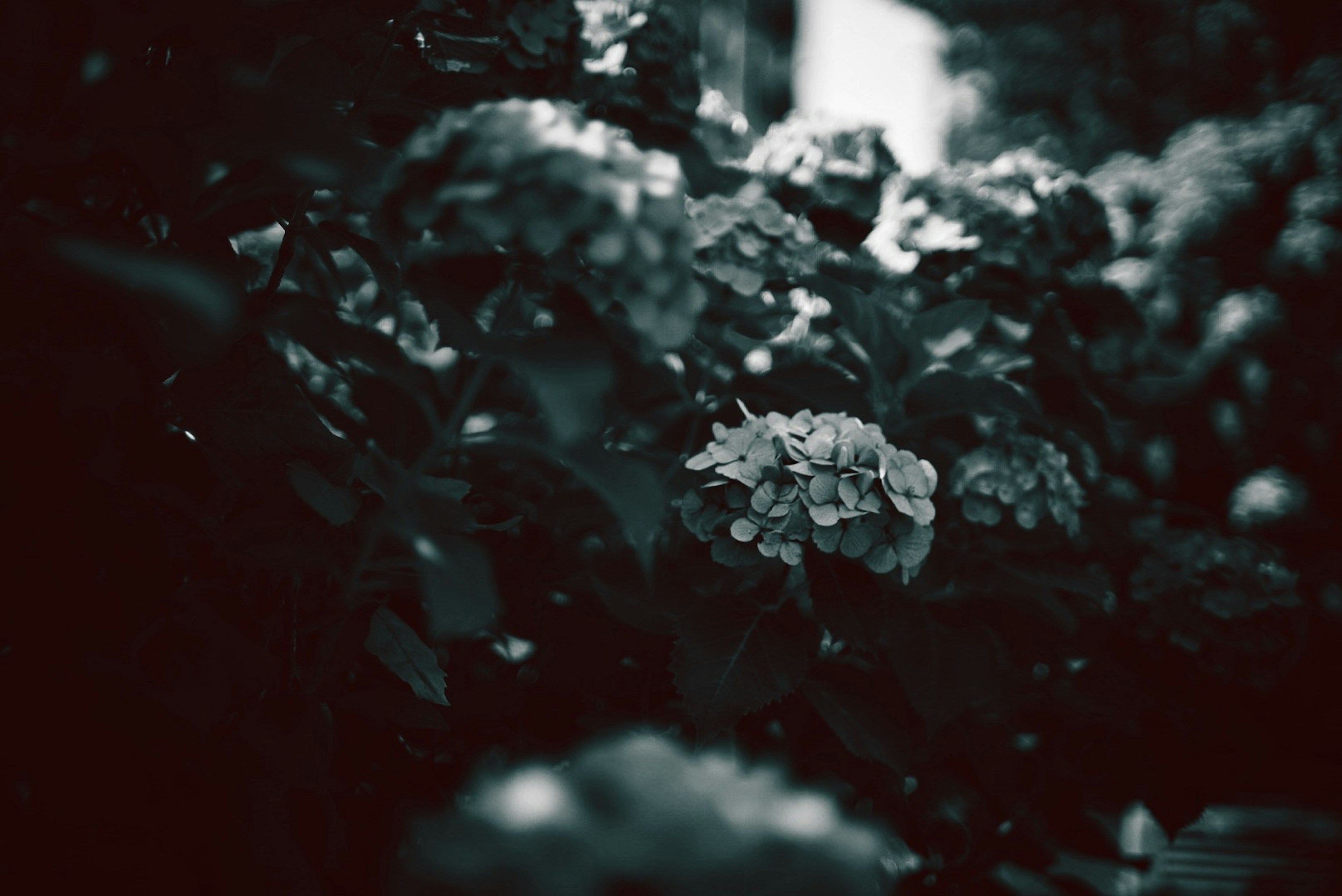 Blaue Hortensienblüten, die vor einem dunklen Hintergrund blühen