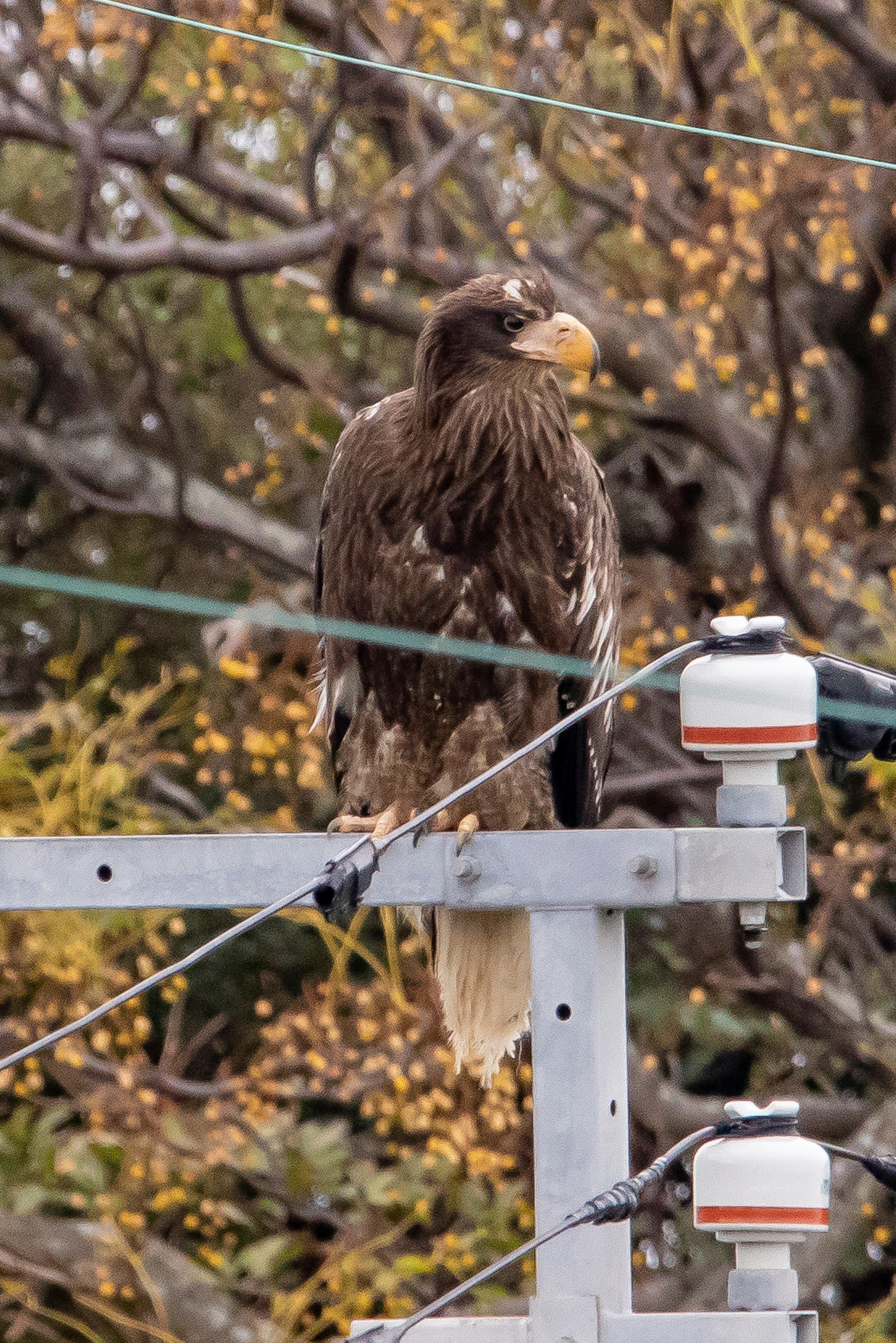 Aigle brun perché sur un poteau utilitaire entouré de feuillage automnal