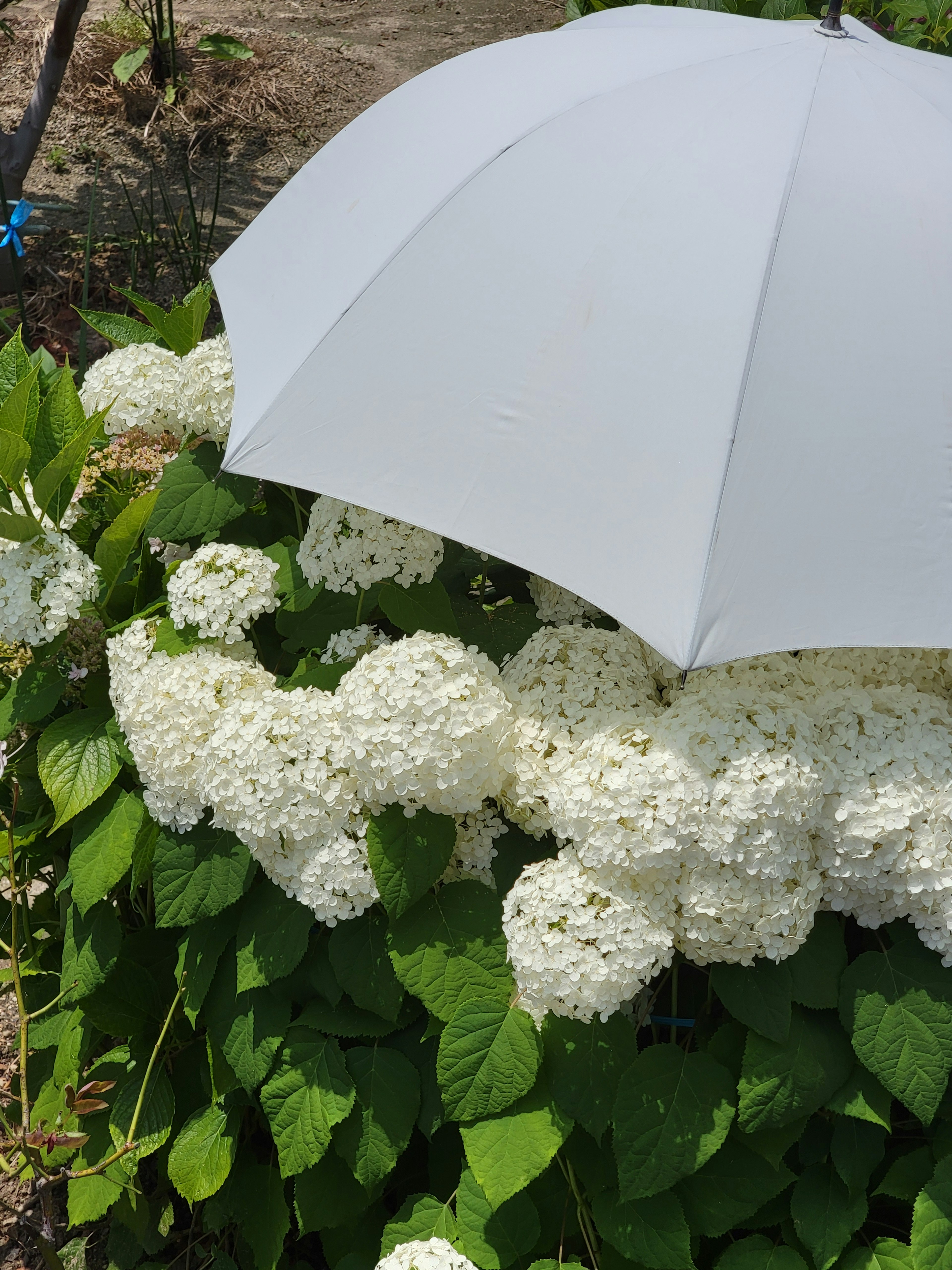 Hortensias blancas floreciendo bajo un paraguas blanco