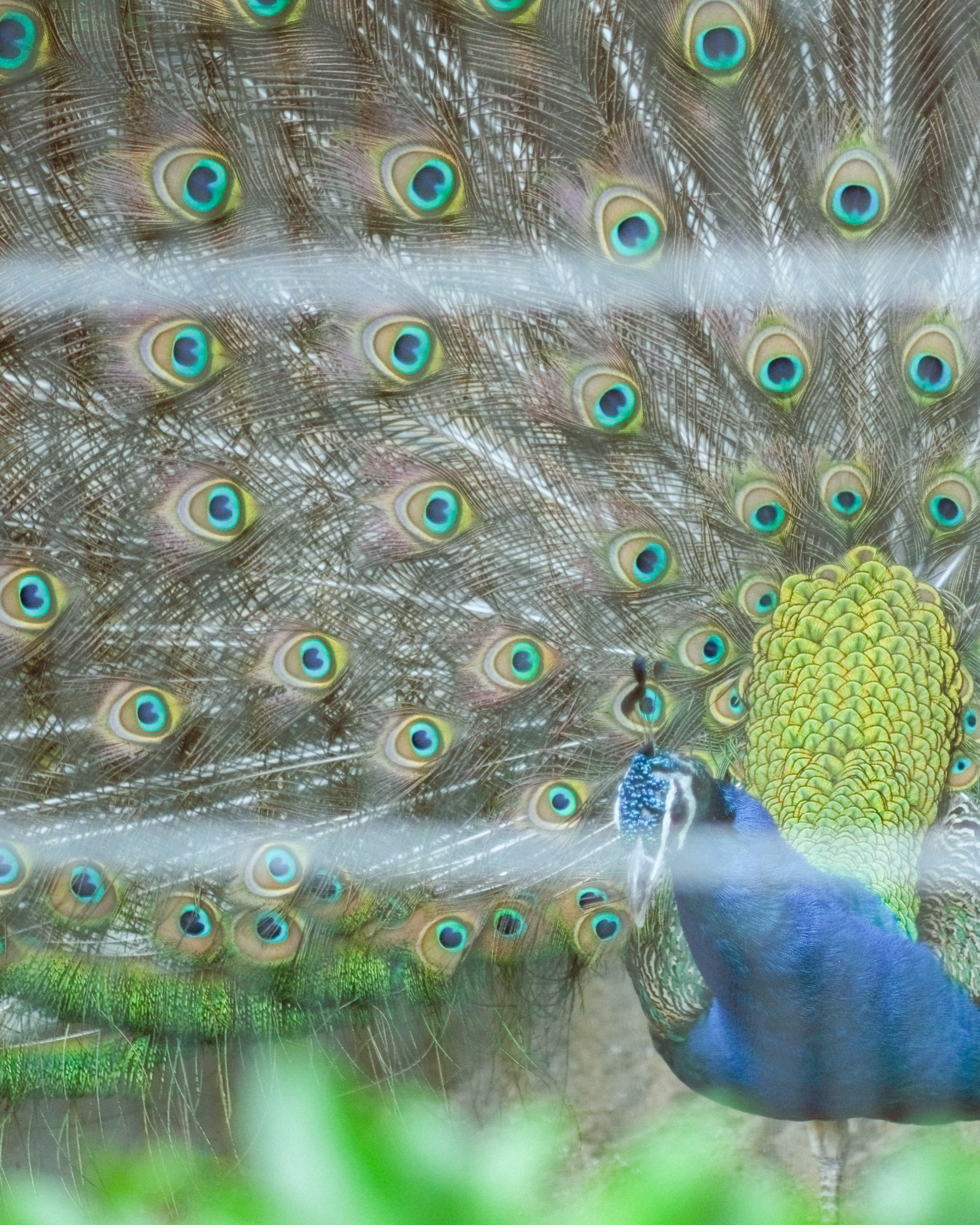 Un bellissimo pavone che mostra le sue piume con tonalità verdi e blu vivaci