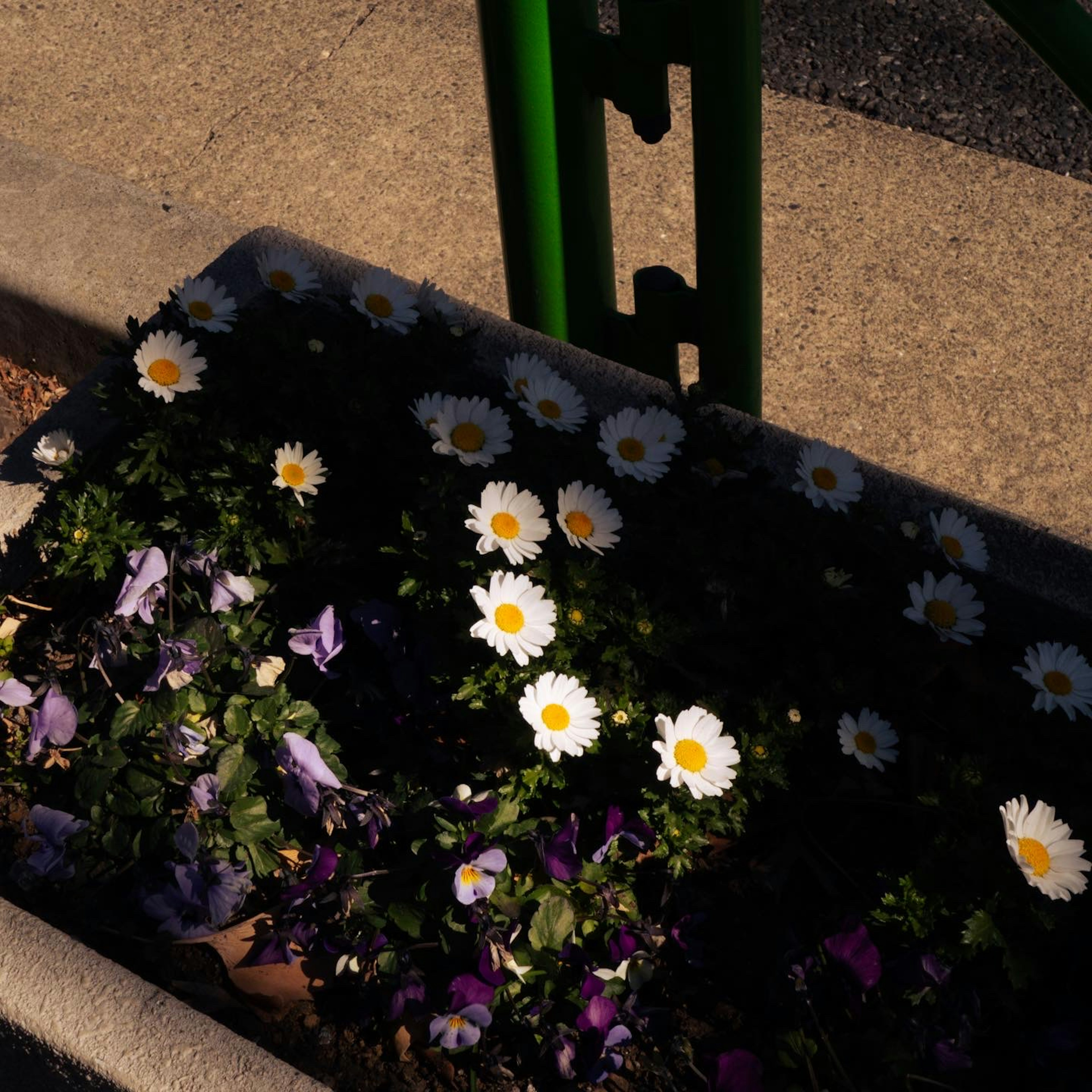 Image d'un parterre de fleurs avec des marguerites blanches et des pensées violettes