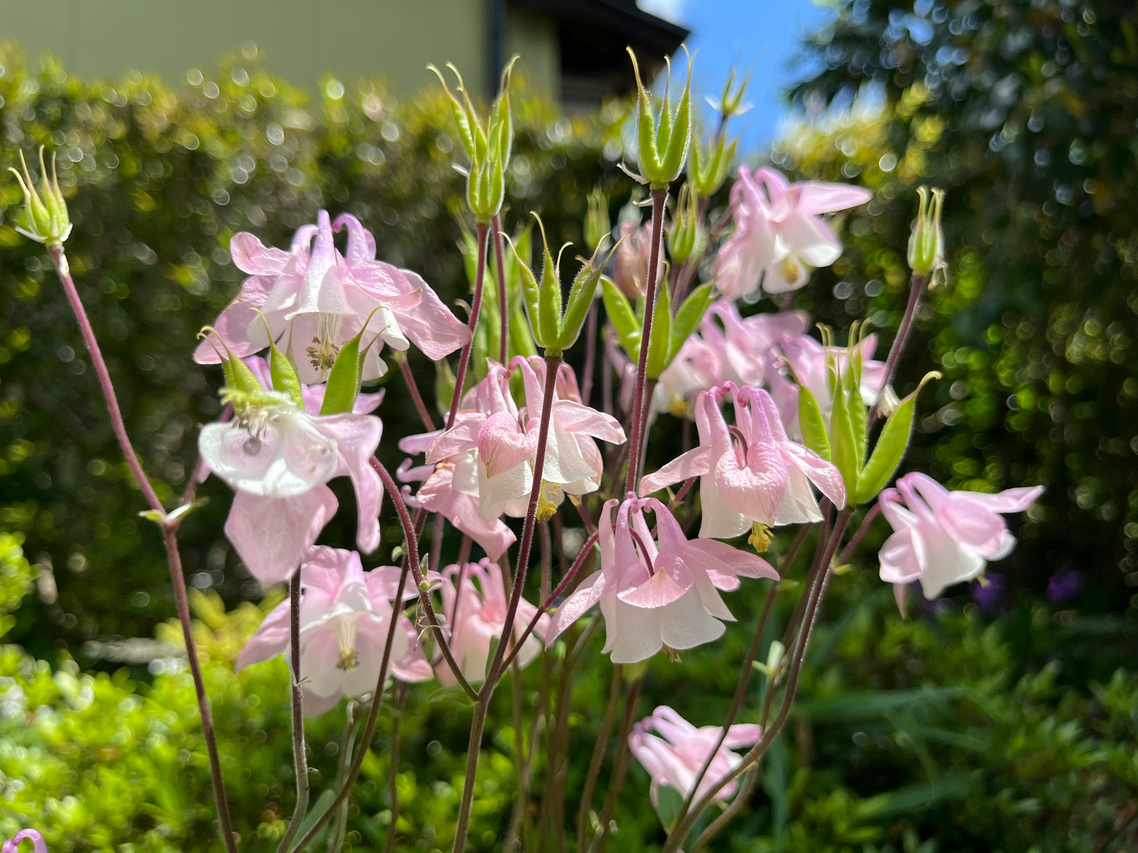 Pianta con fiori rosa delicati che fioriscono in un giardino