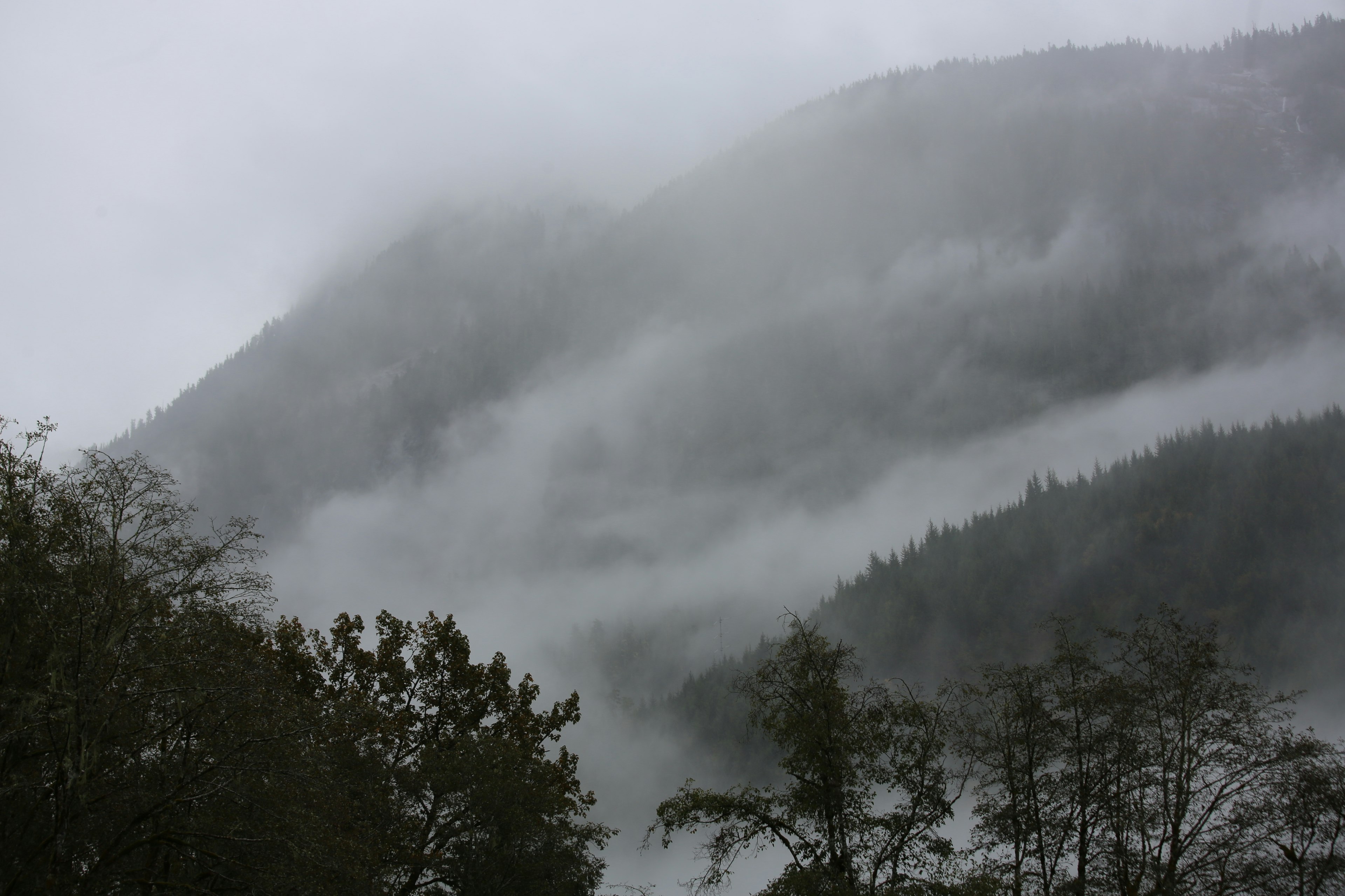 霧に包まれた山の風景で、木々と霧が幻想的に重なり合っている