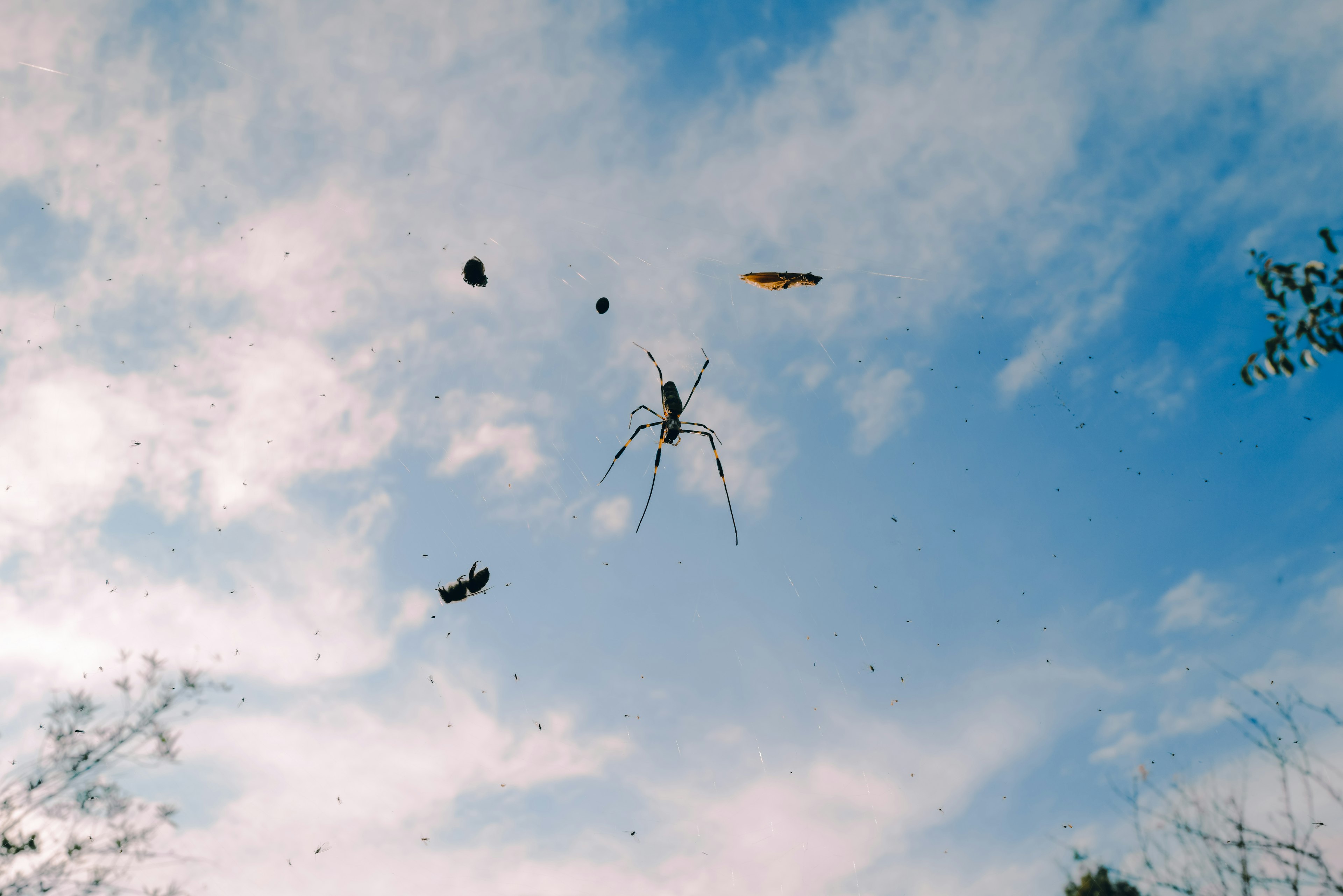 Spider spinning a web under a blue sky with surrounding insects