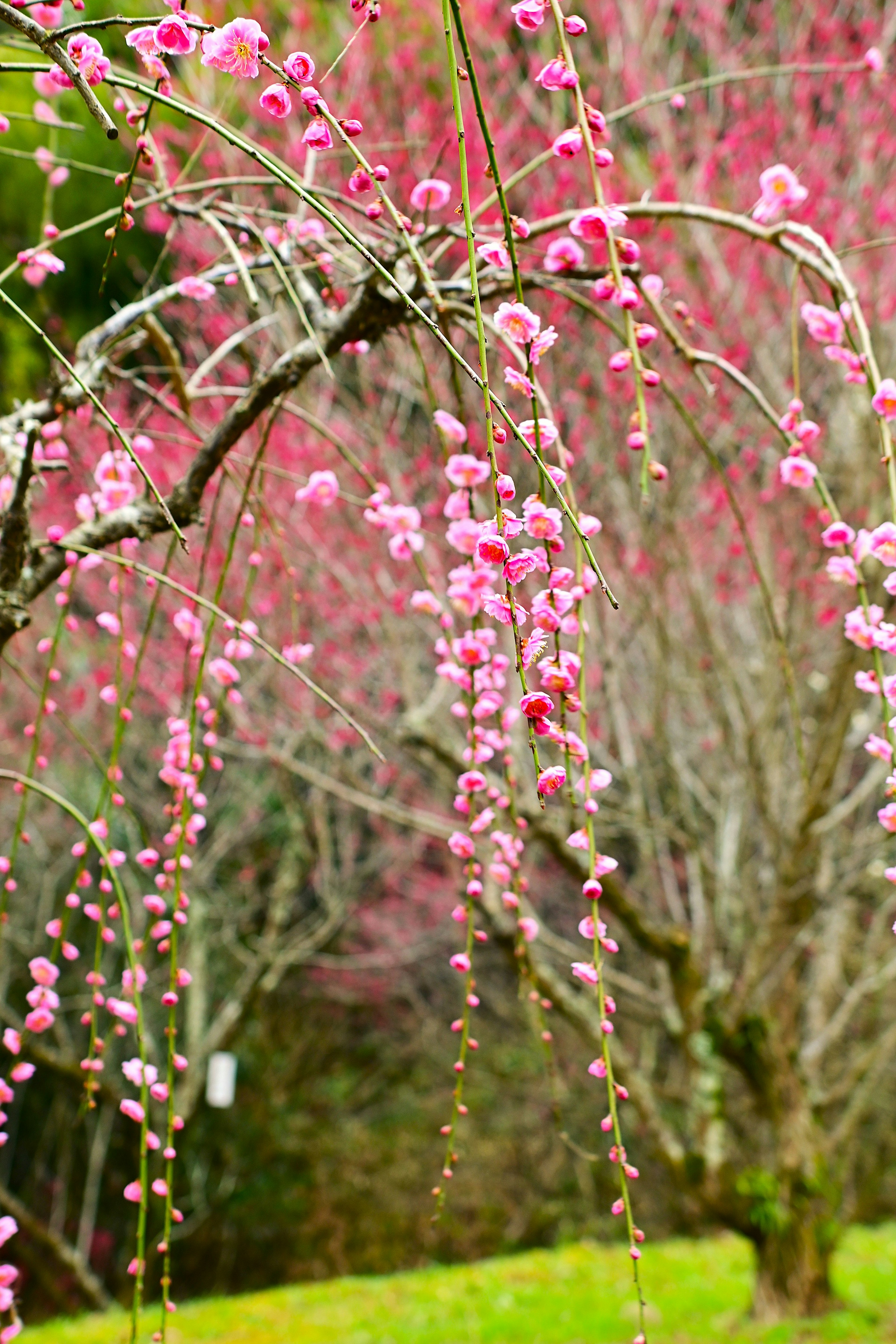 Schöne Szene mit herabhängenden Ästen, die mit rosa Blüten geschmückt sind