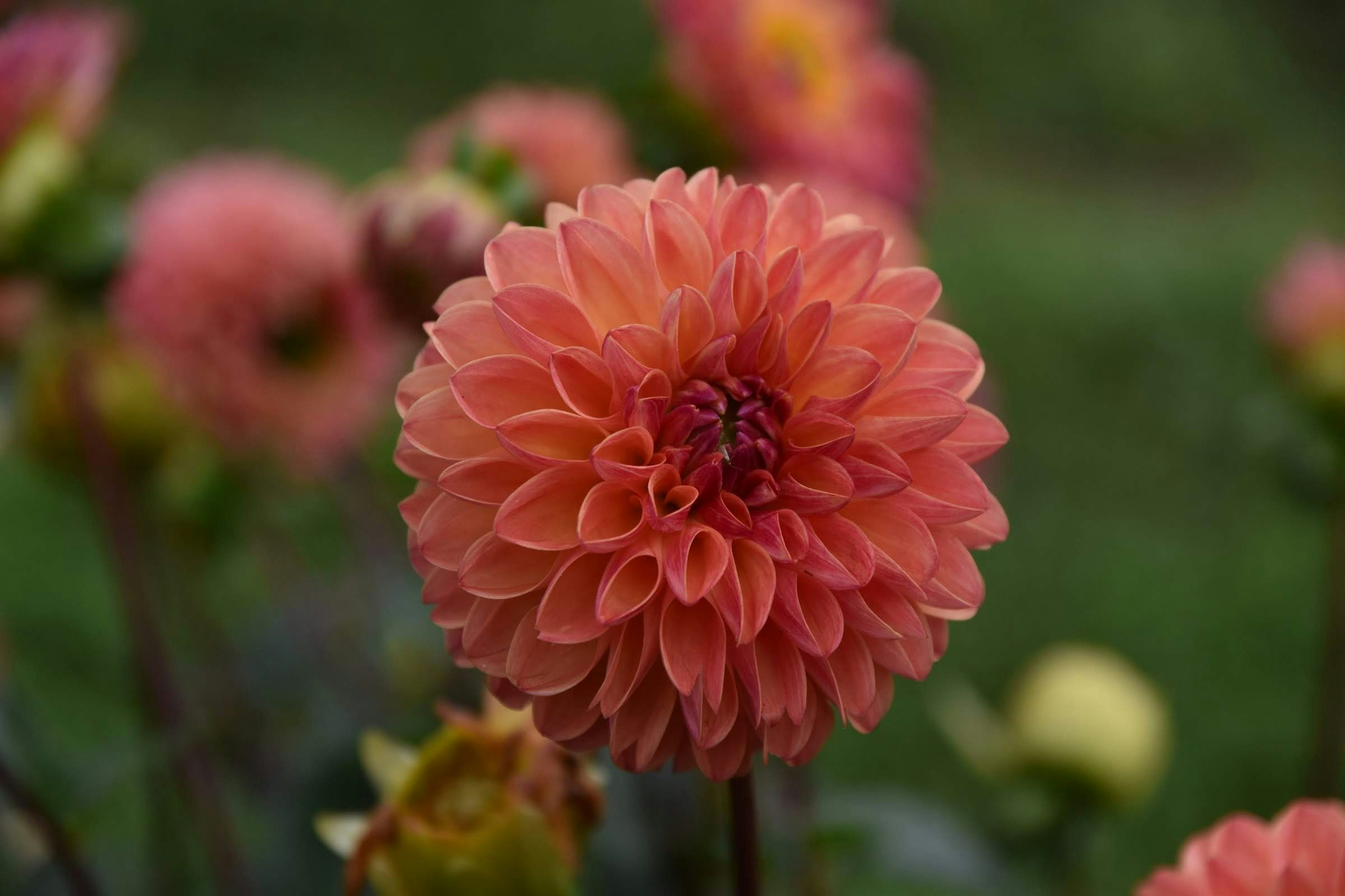 Una hermosa flor de dalia en flor