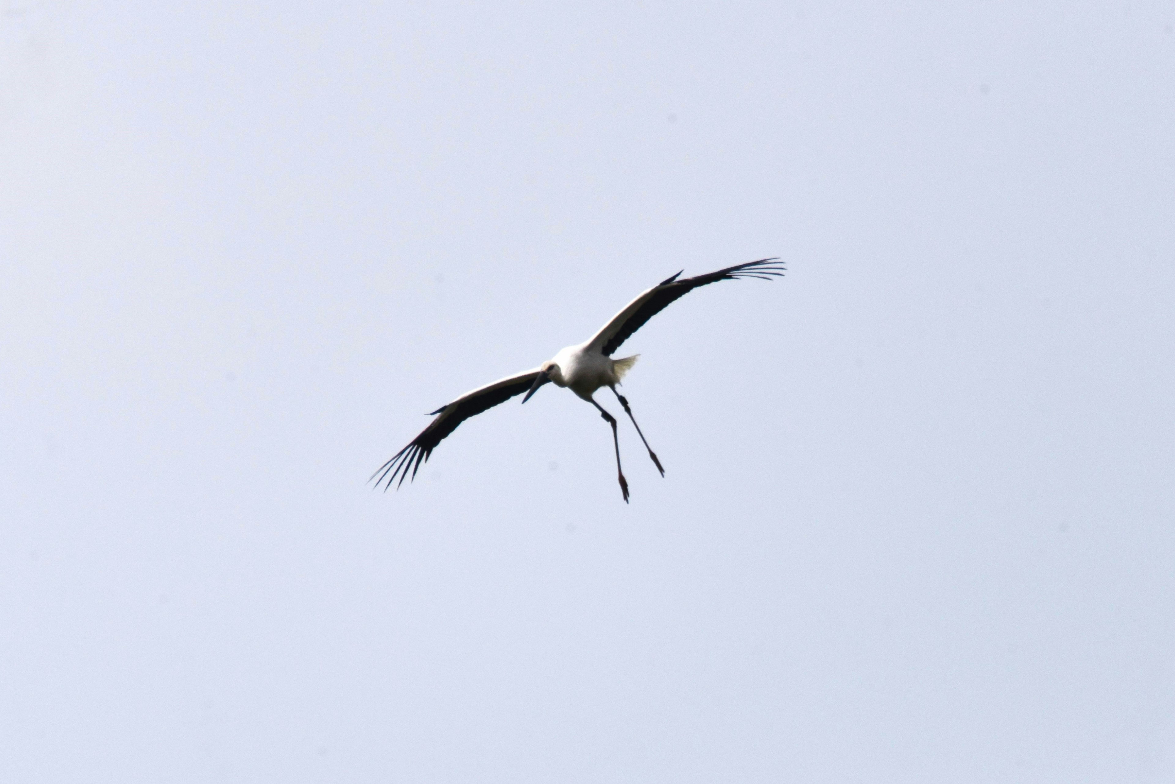 空を飛ぶコウノトリの画像