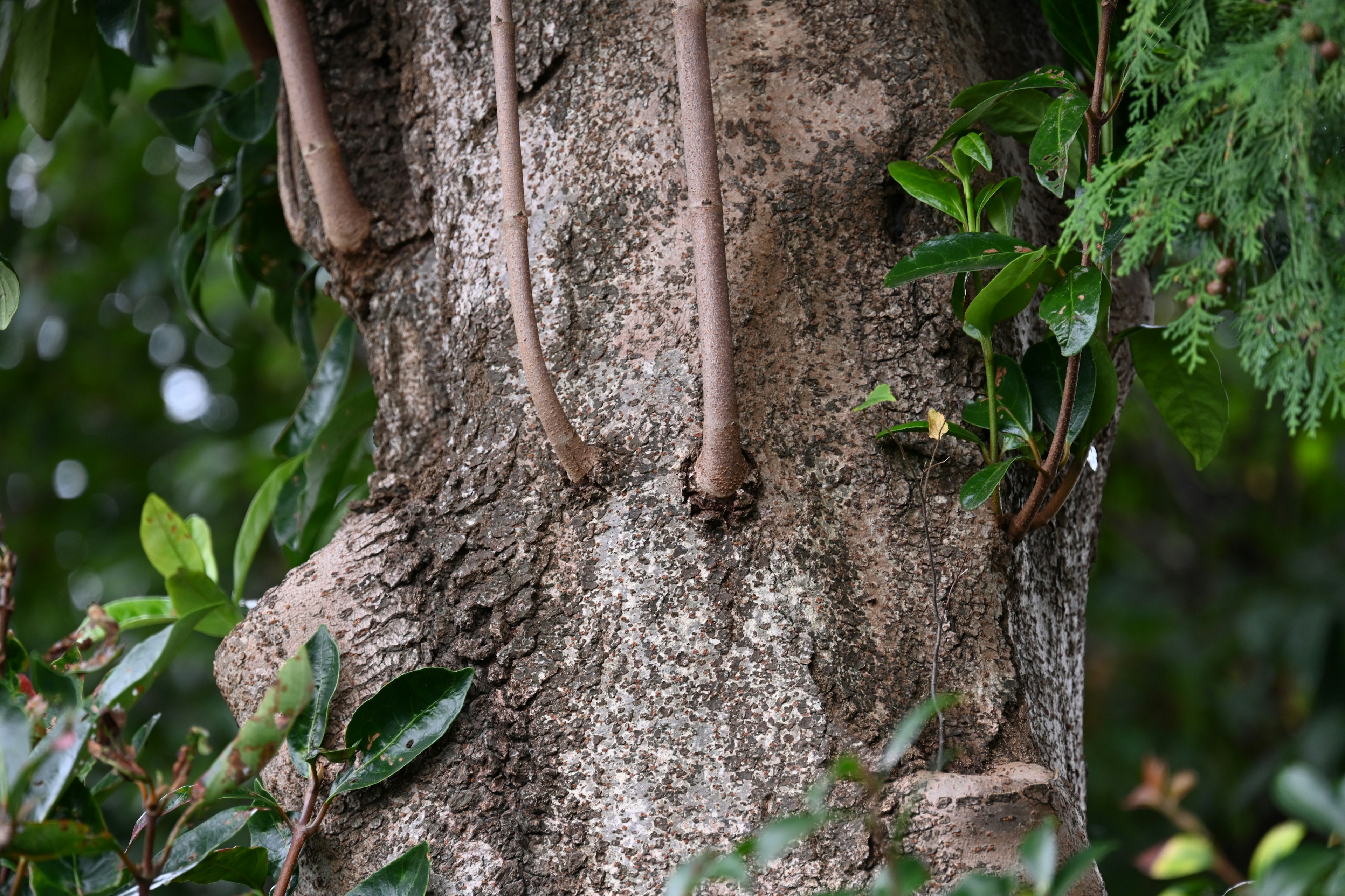 Close-up of a tree trunk with textured bark and green leaves