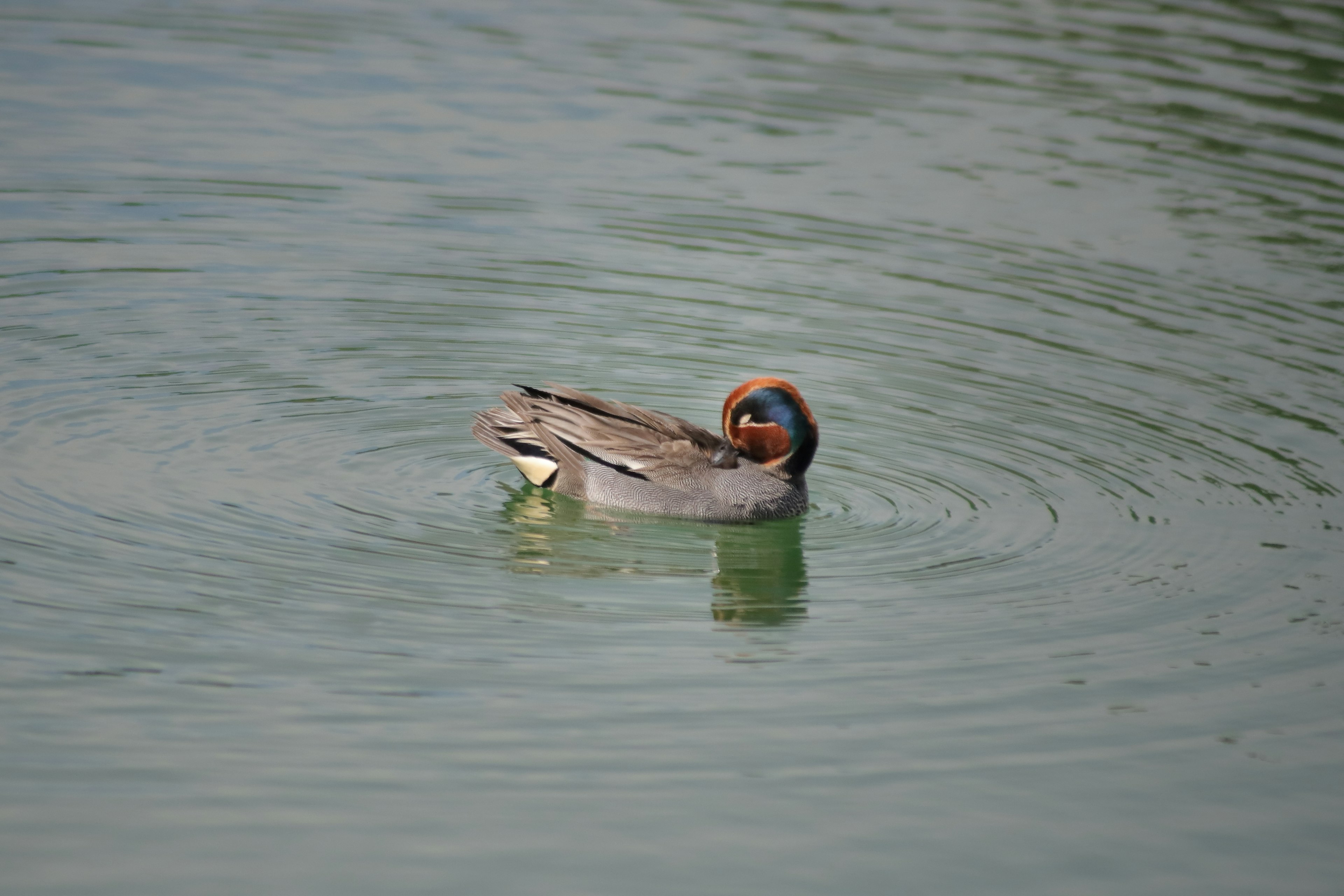 Ein kleiner Vogel, der auf der Wasseroberfläche schwimmt