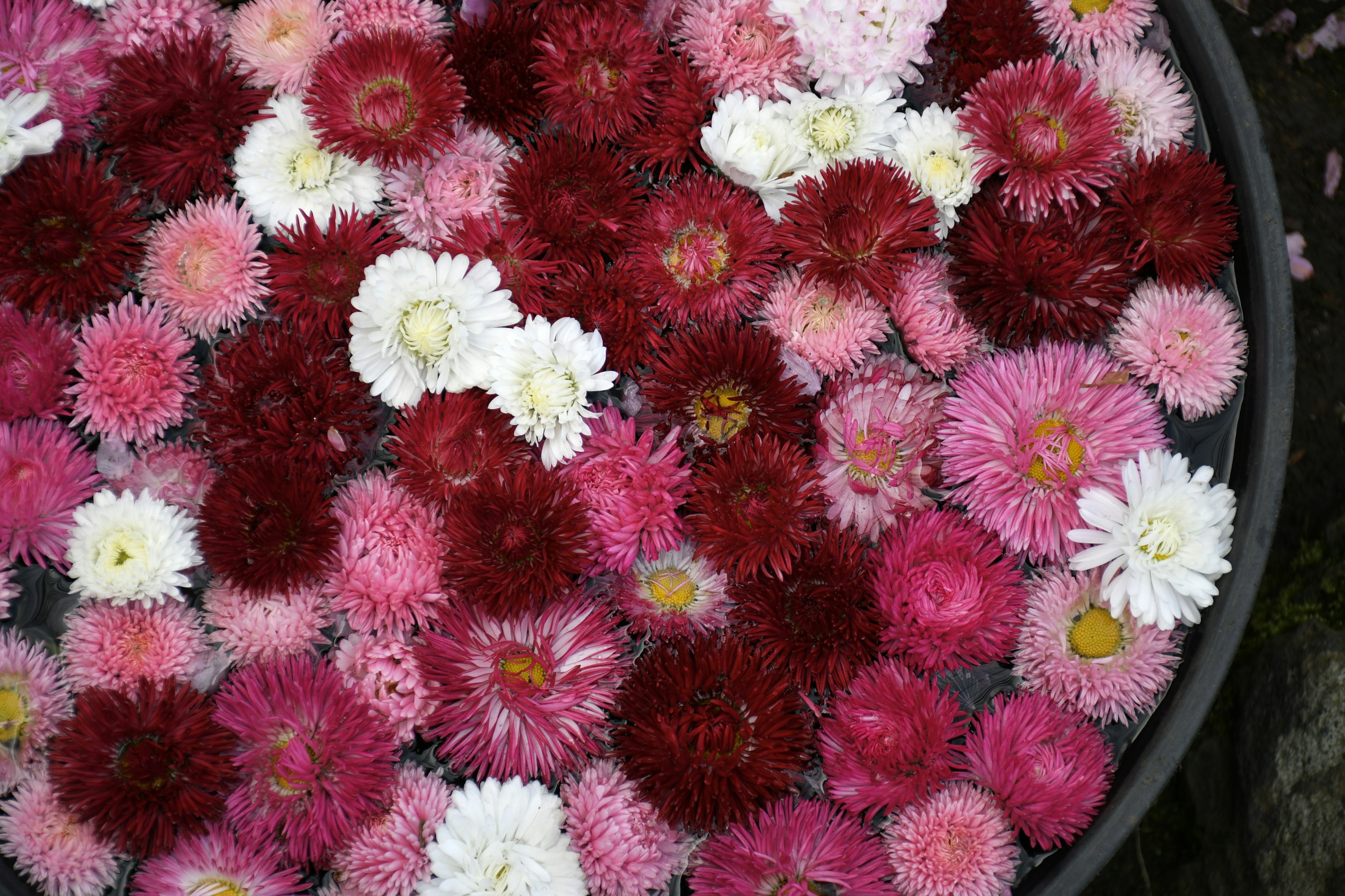 A vibrant assortment of pink and white flowers floating in water