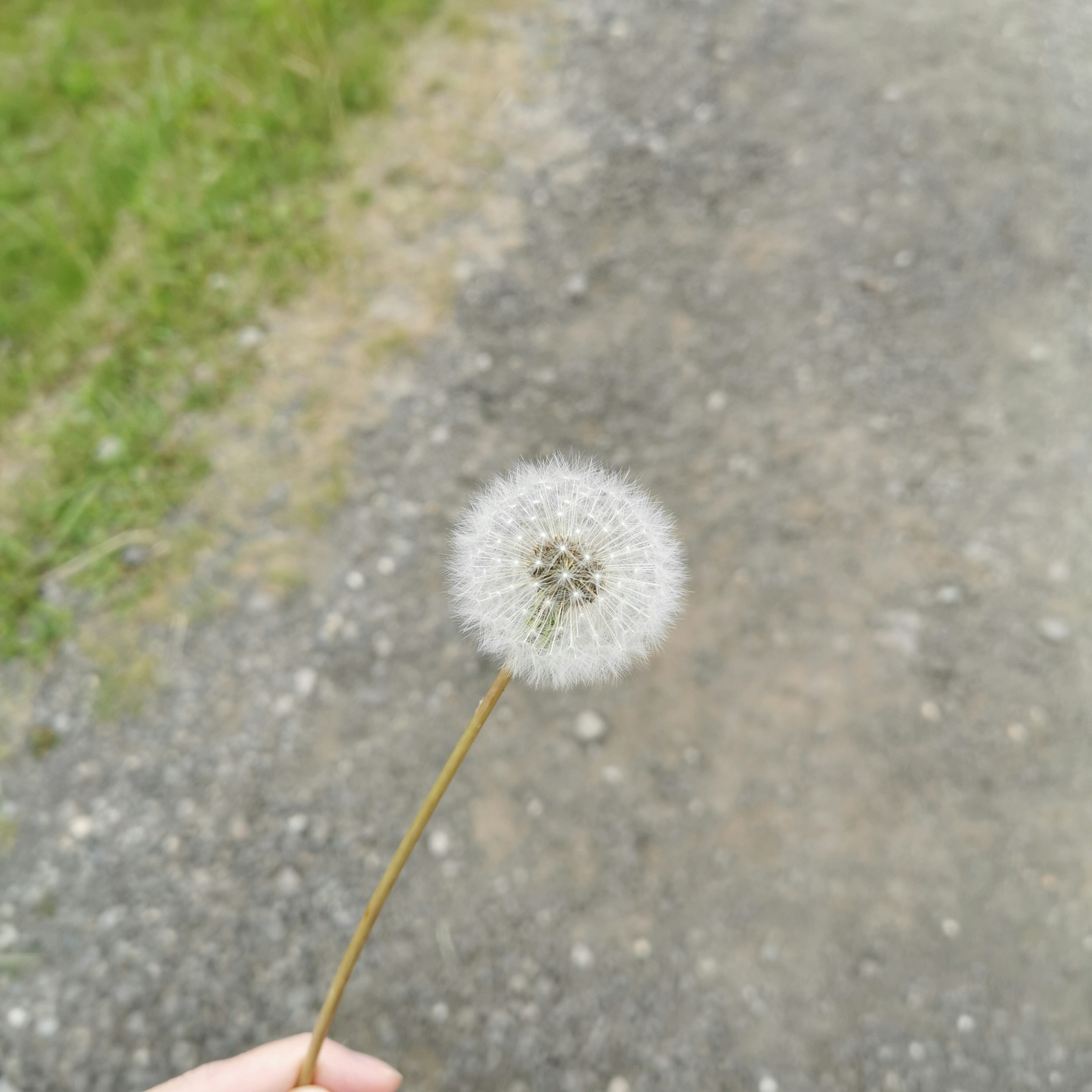 白いタンポポの花を持つ手が見える緑の草と砂利の道