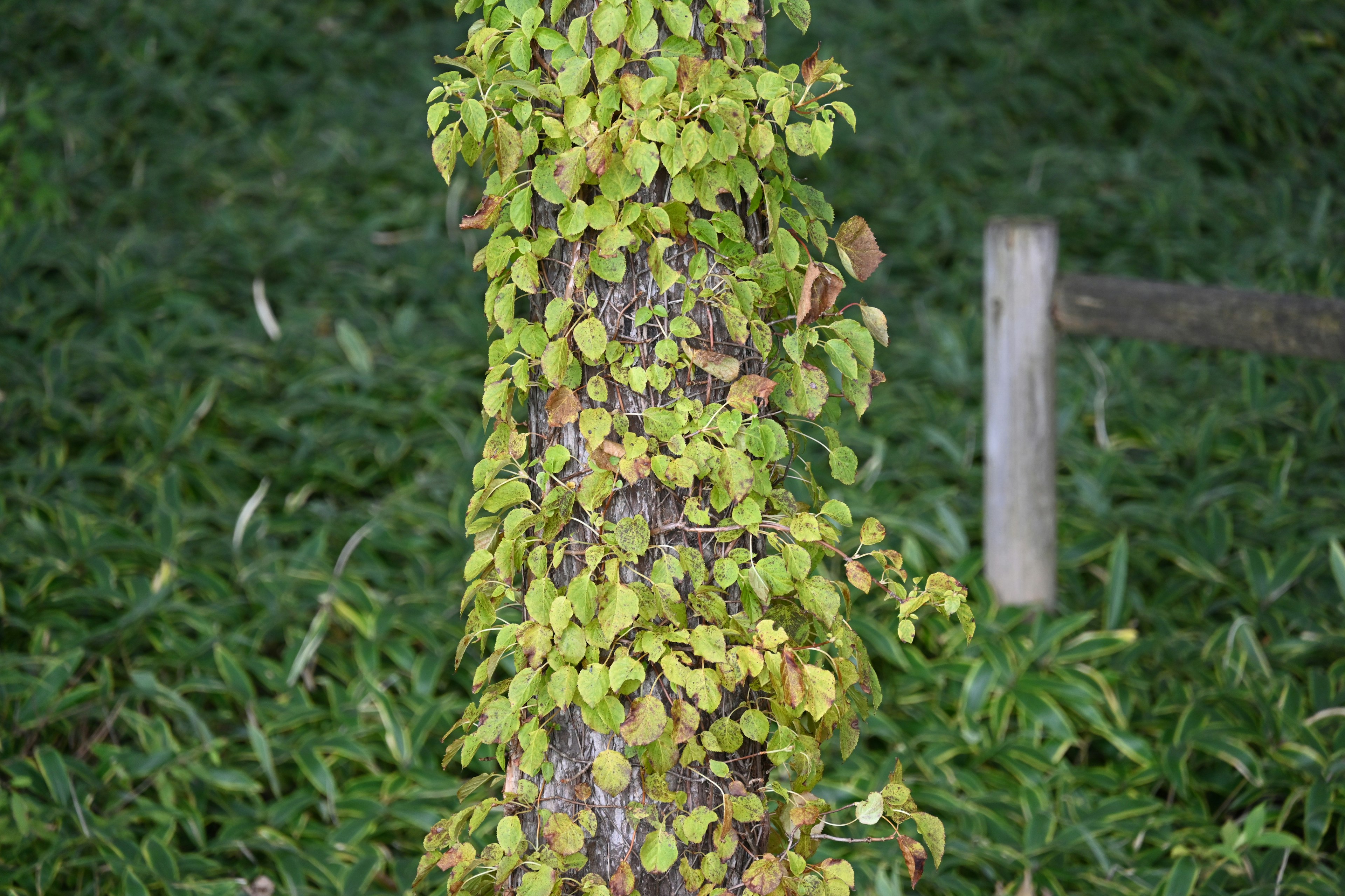 Tree trunk covered in green leaves with surrounding grass