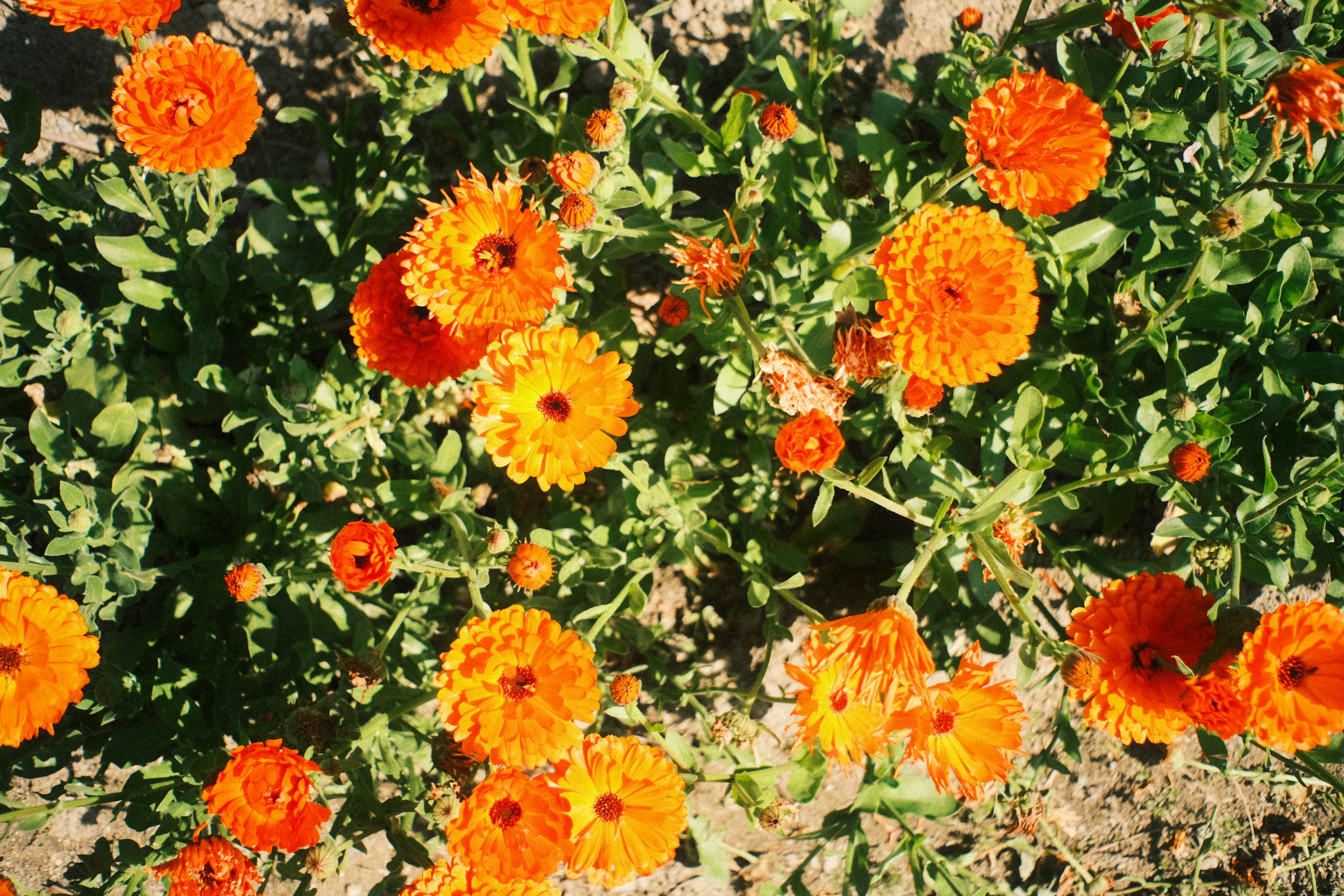 鮮やかなオレンジ色の花が咲き誇る花畑の上空からの視点