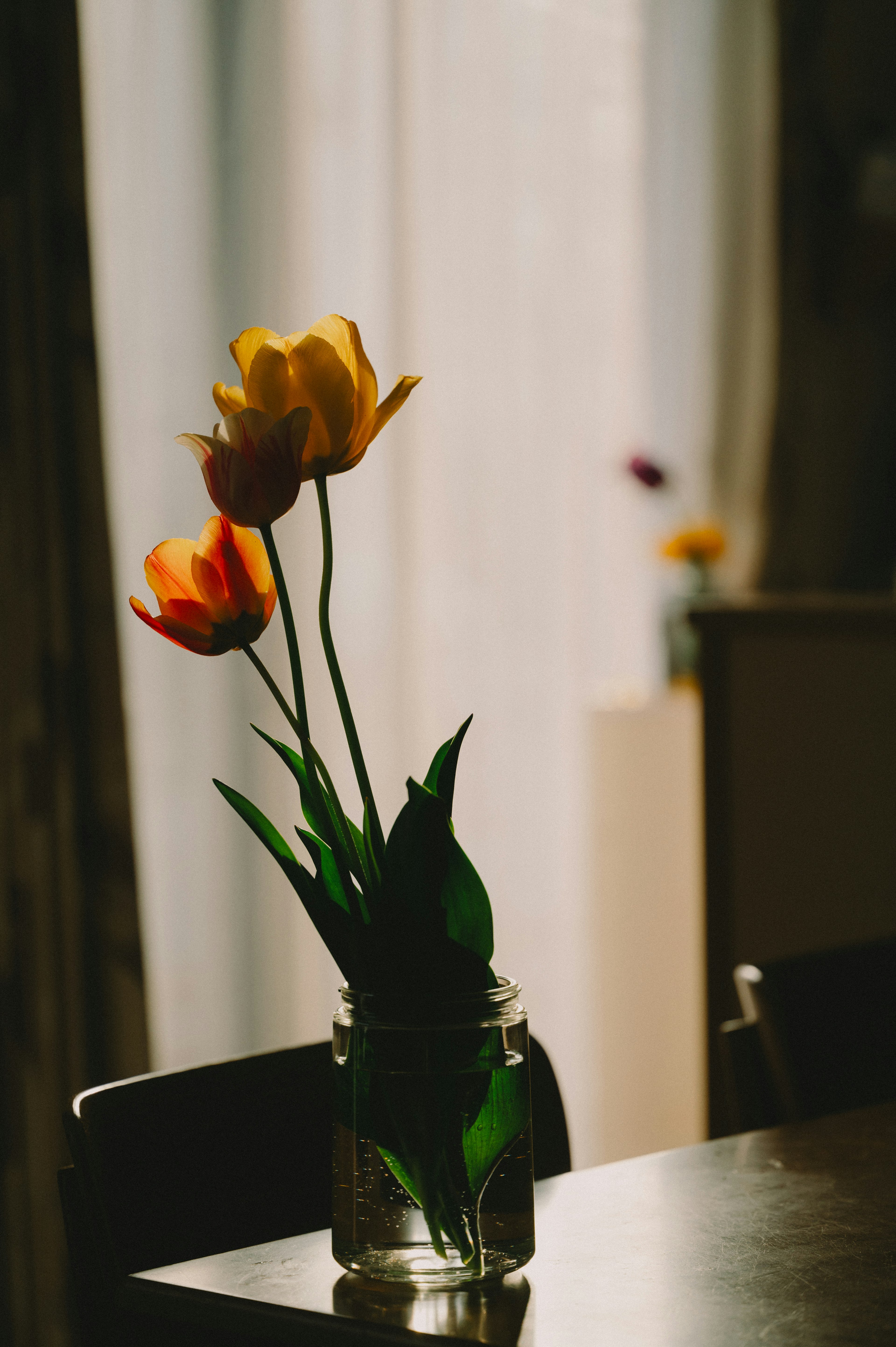 Tulip flowers in a vase placed on a table