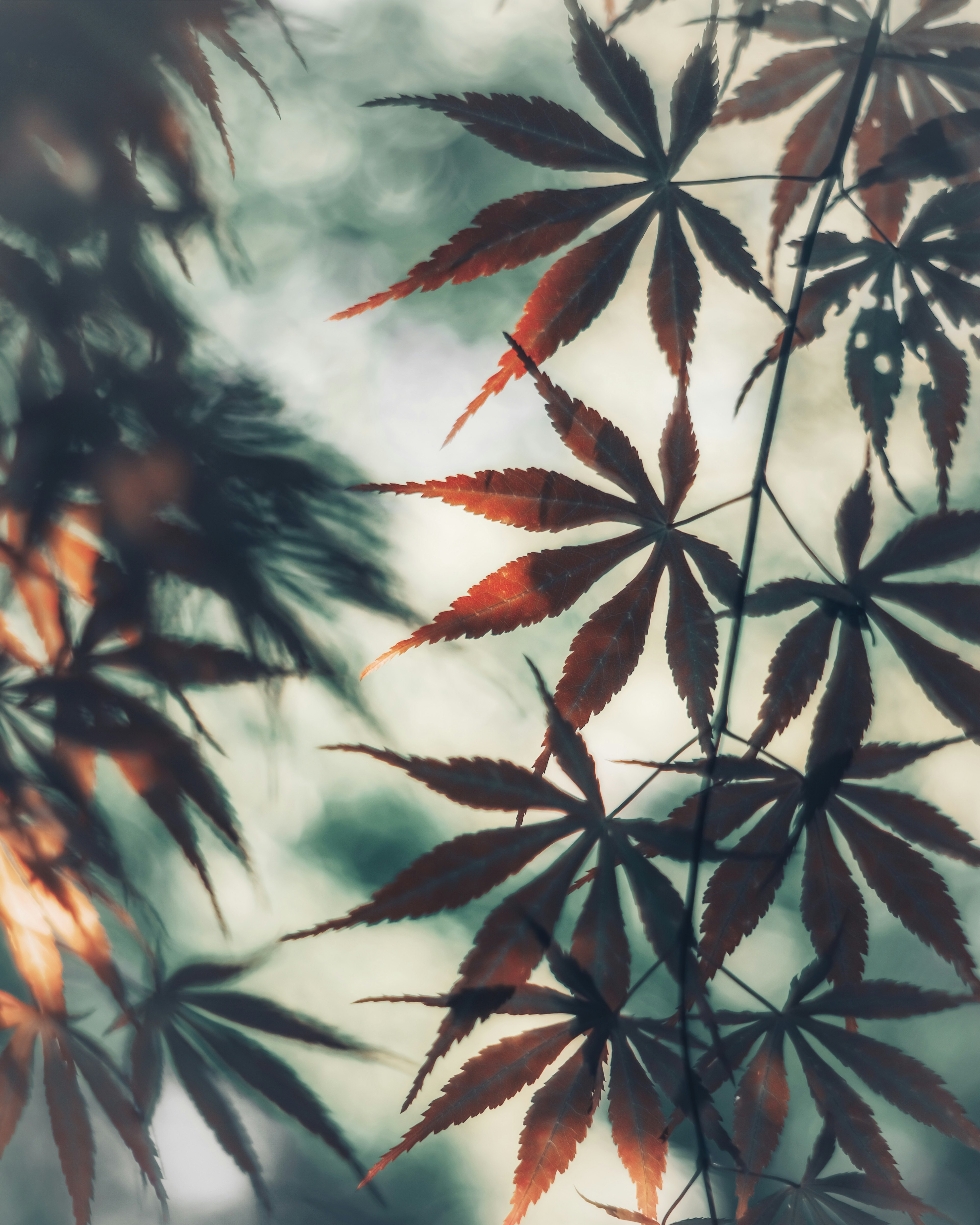 Silhouette of overlapping red maple leaves with a soft background