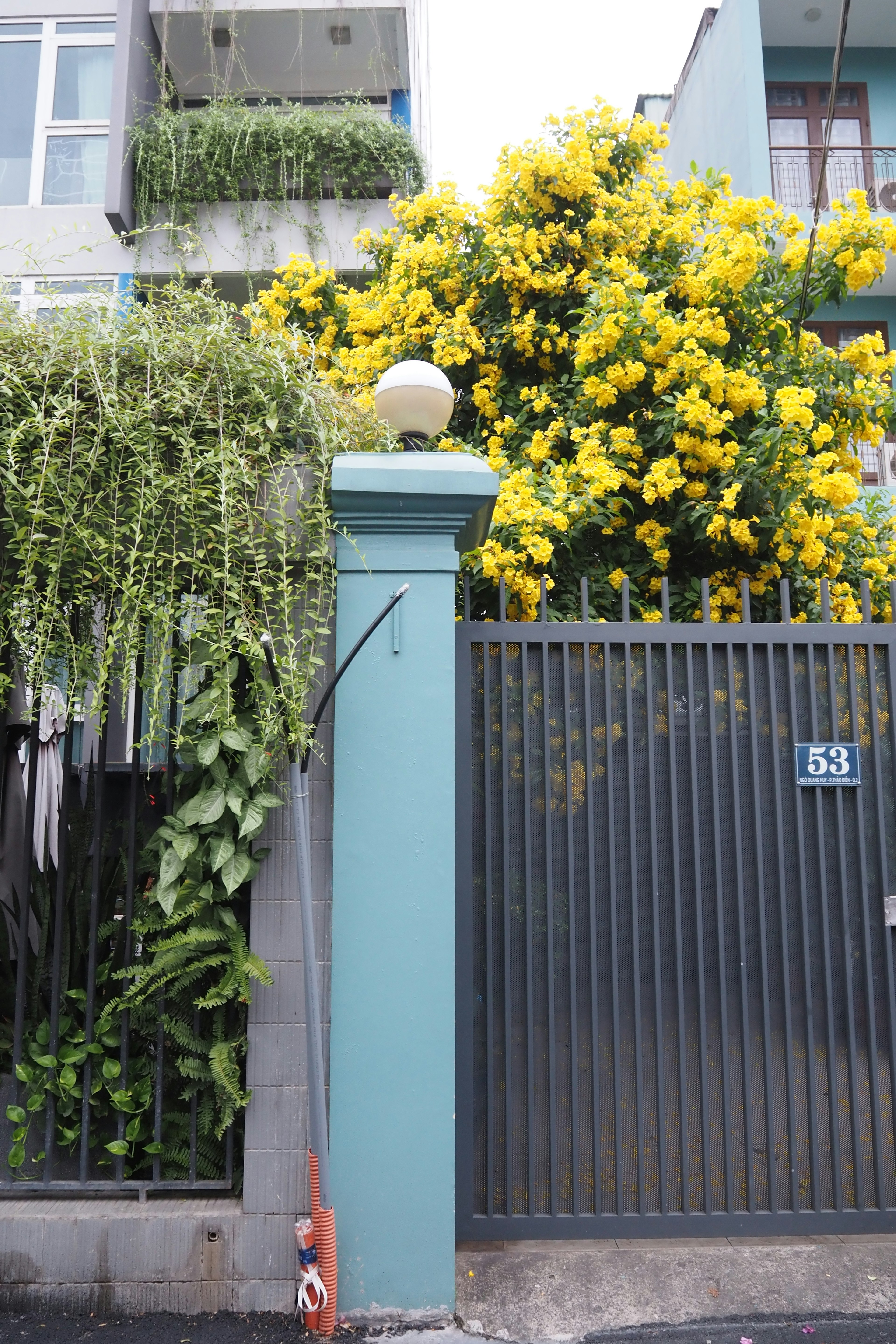 Entrada con una cerca azul rodeada de plantas verdes exuberantes y un árbol con flores amarillas